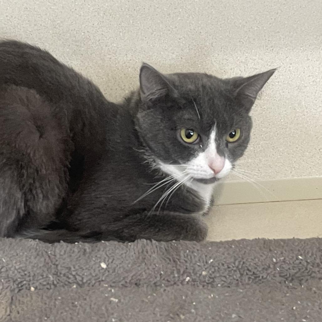 Enlarge Pearl, a Adoptable Domestic Short Hair in Calverton, NY image 1/3