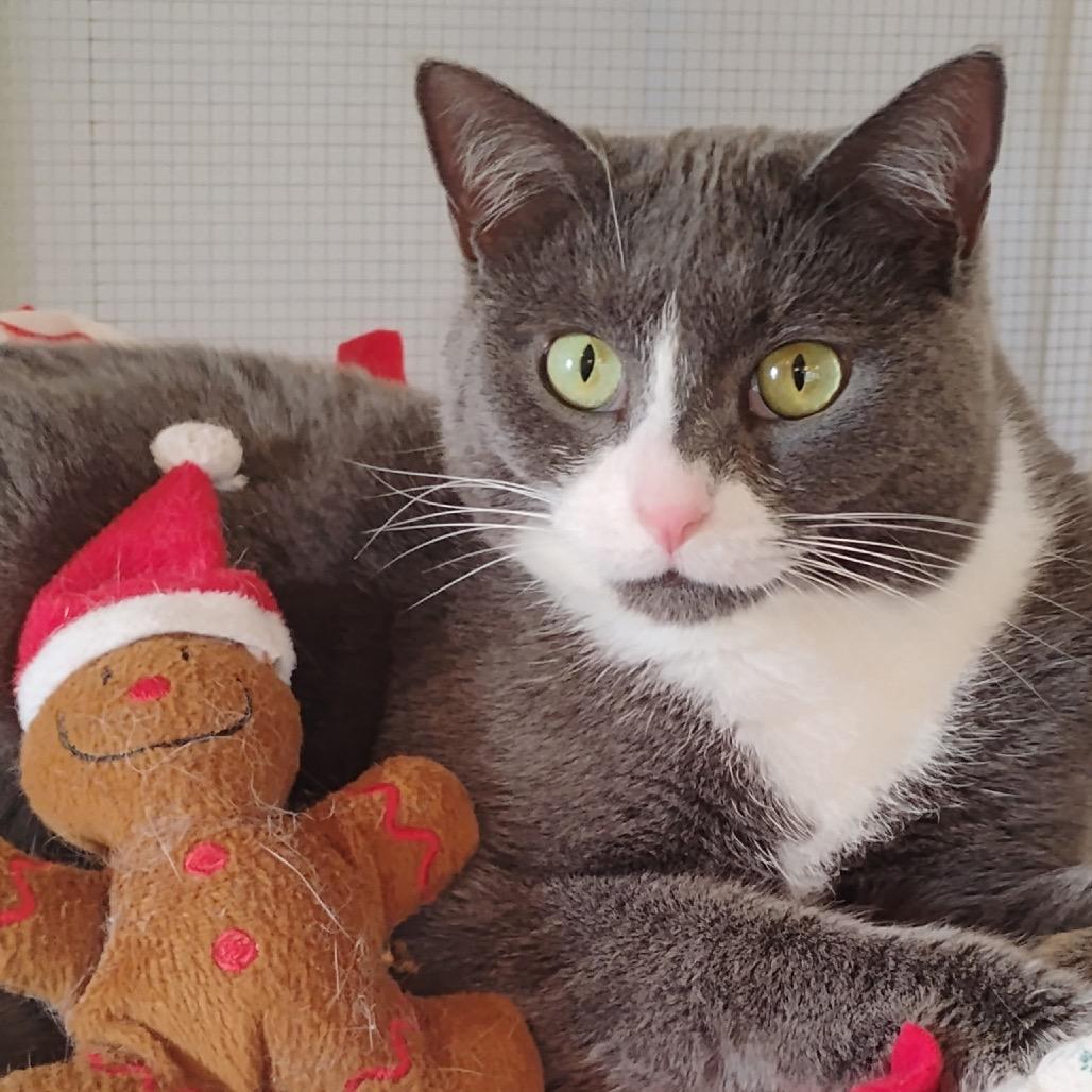 Enlarge Pearl, a Adoptable Domestic Short Hair in Calverton, NY image 2/3