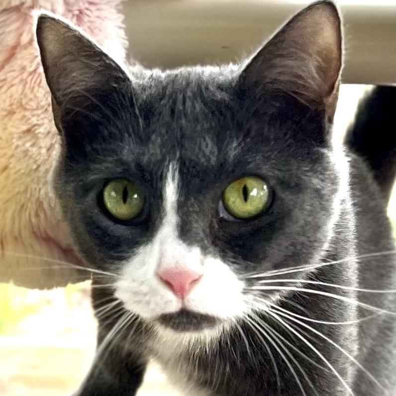 Enlarge Pearl, a Adoptable Domestic Short Hair in Calverton, NY image 3/3