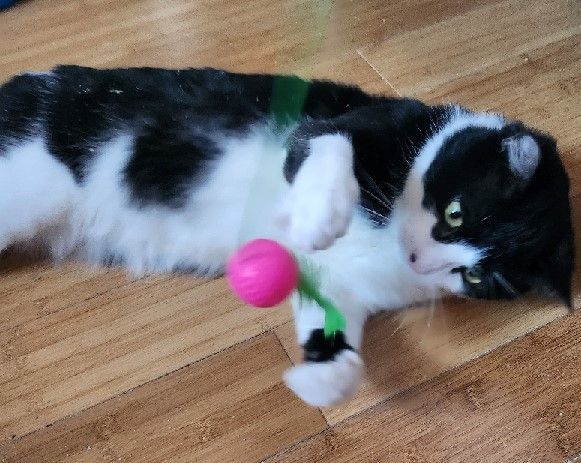 Napoleon, a Adoptable American Shorthair in Nutley, NJ image 1/2