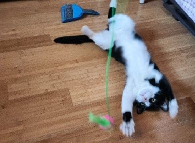 Napoleon, a Adoptable American Shorthair in Nutley, NJ image 2/2