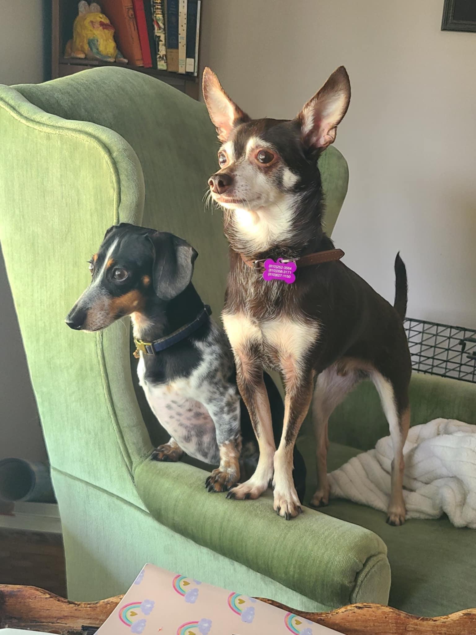 Roscoe, a Adopted Chihuahua in Mount Morris, MI image 1/4