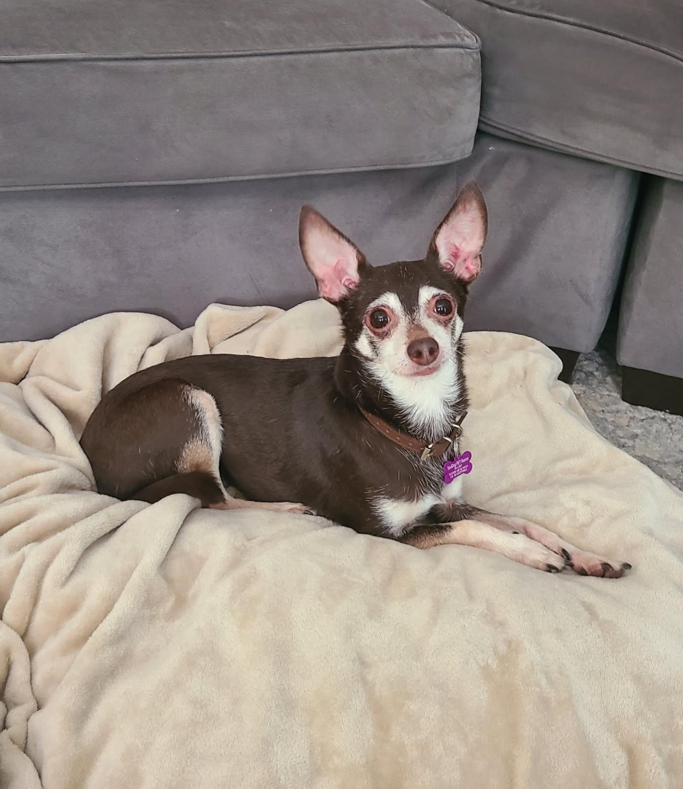 Roscoe, a Adopted Chihuahua in Mount Morris, MI image 2/4