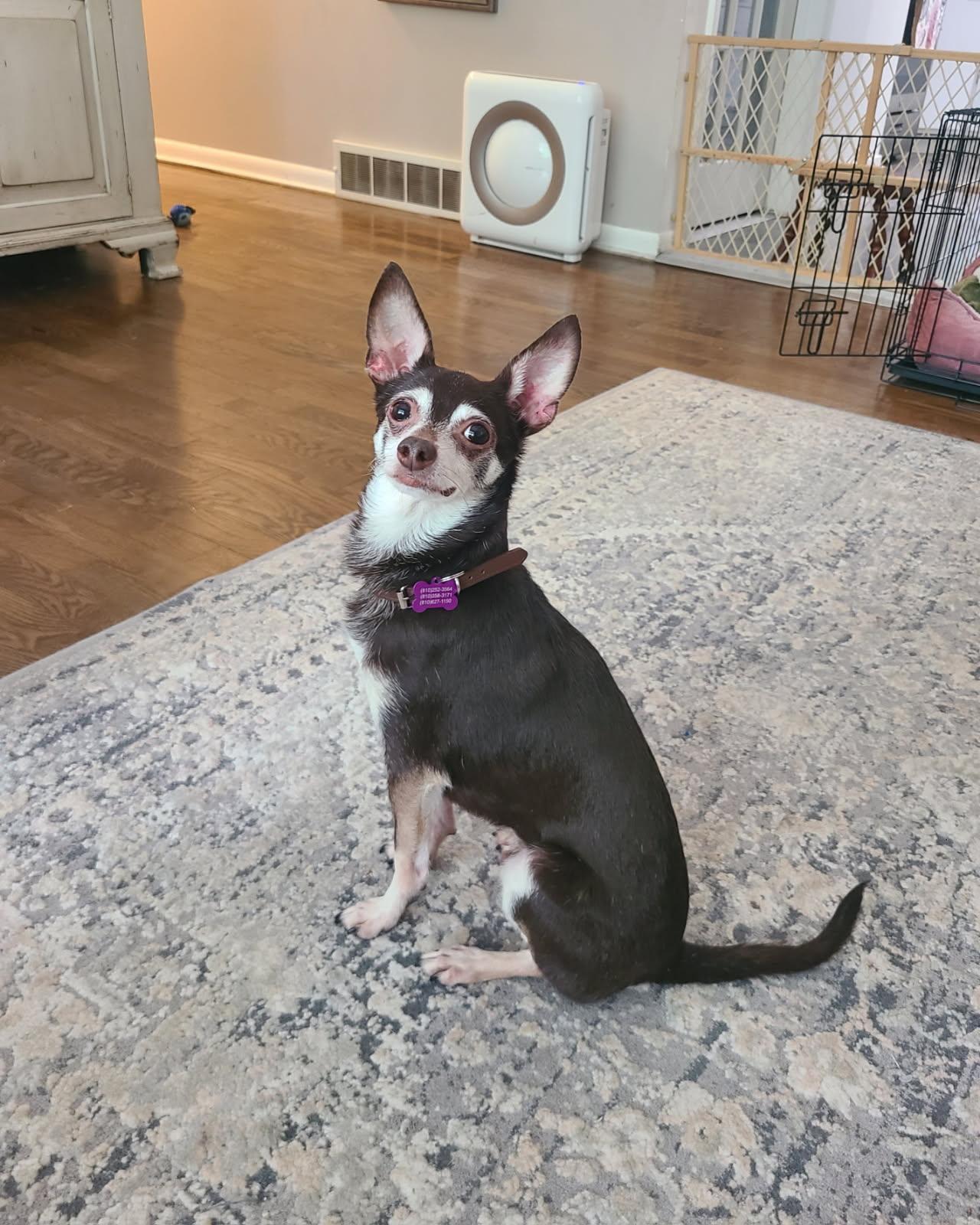 Roscoe, a Adopted Chihuahua in Mount Morris, MI image 3/4