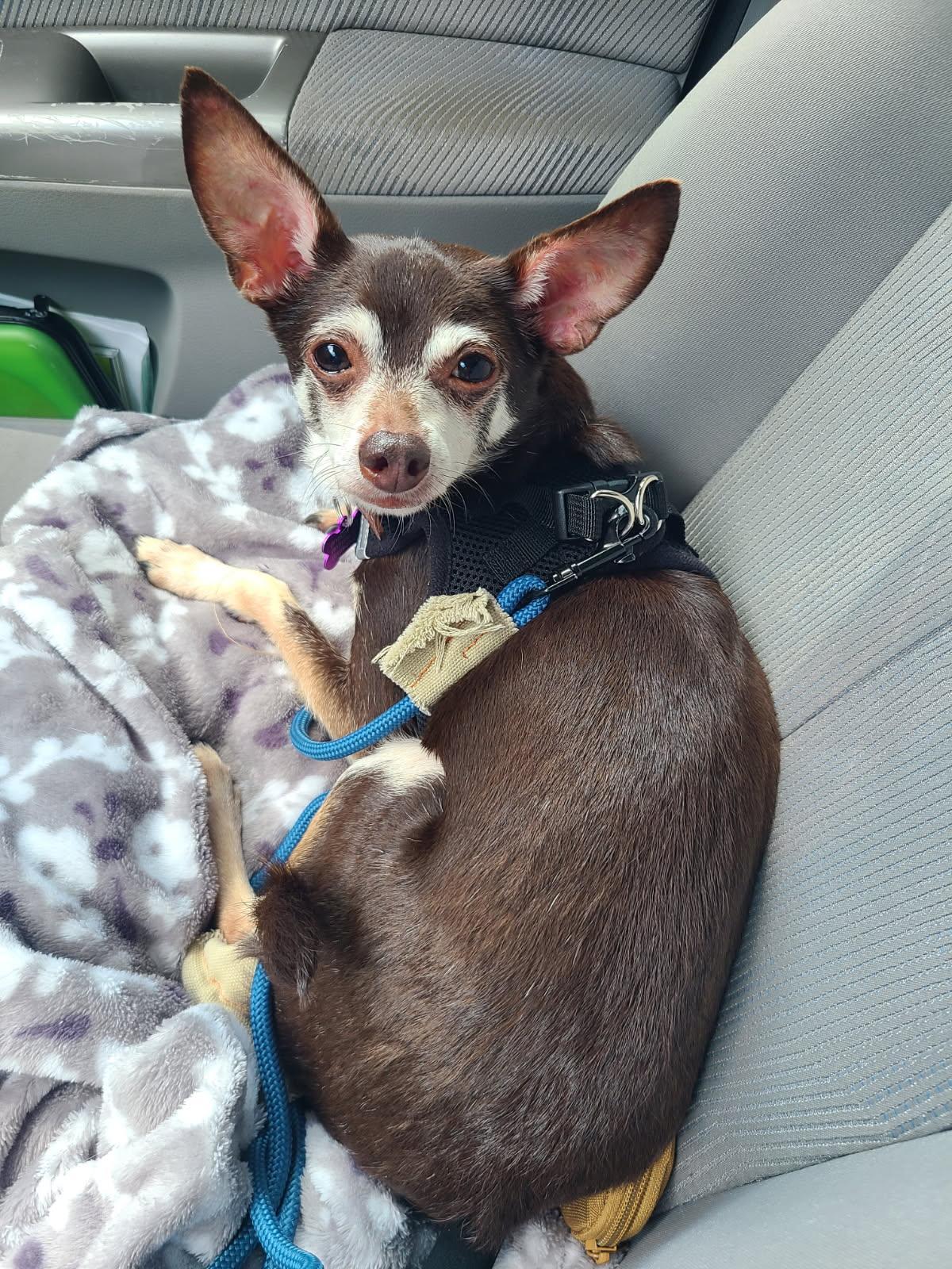 Roscoe, a Adopted Chihuahua in Mount Morris, MI image 4/4