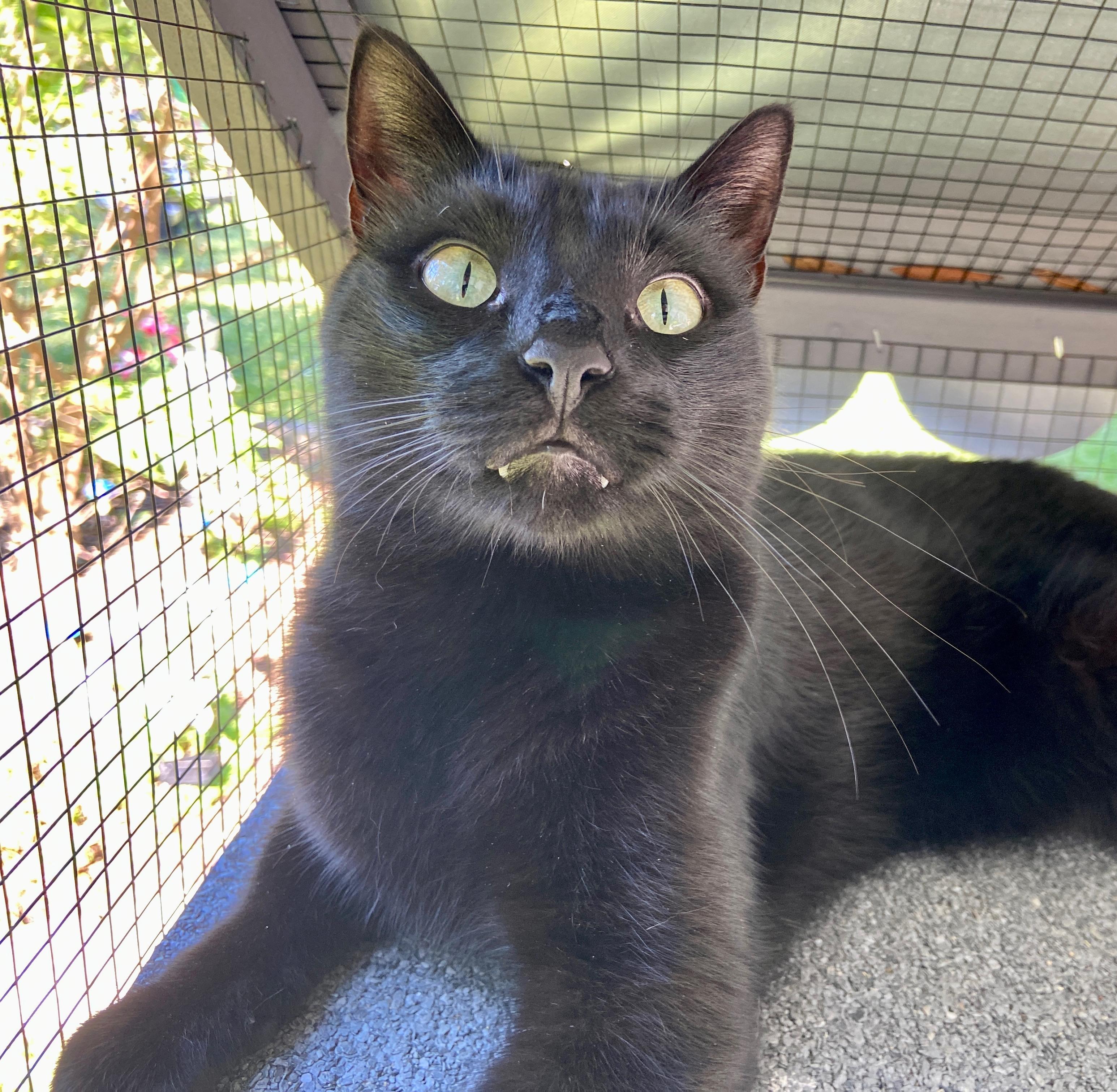 Ozzy & Lemmy, a Adoptable Domestic Short Hair in Wilmington, NC image 2/5