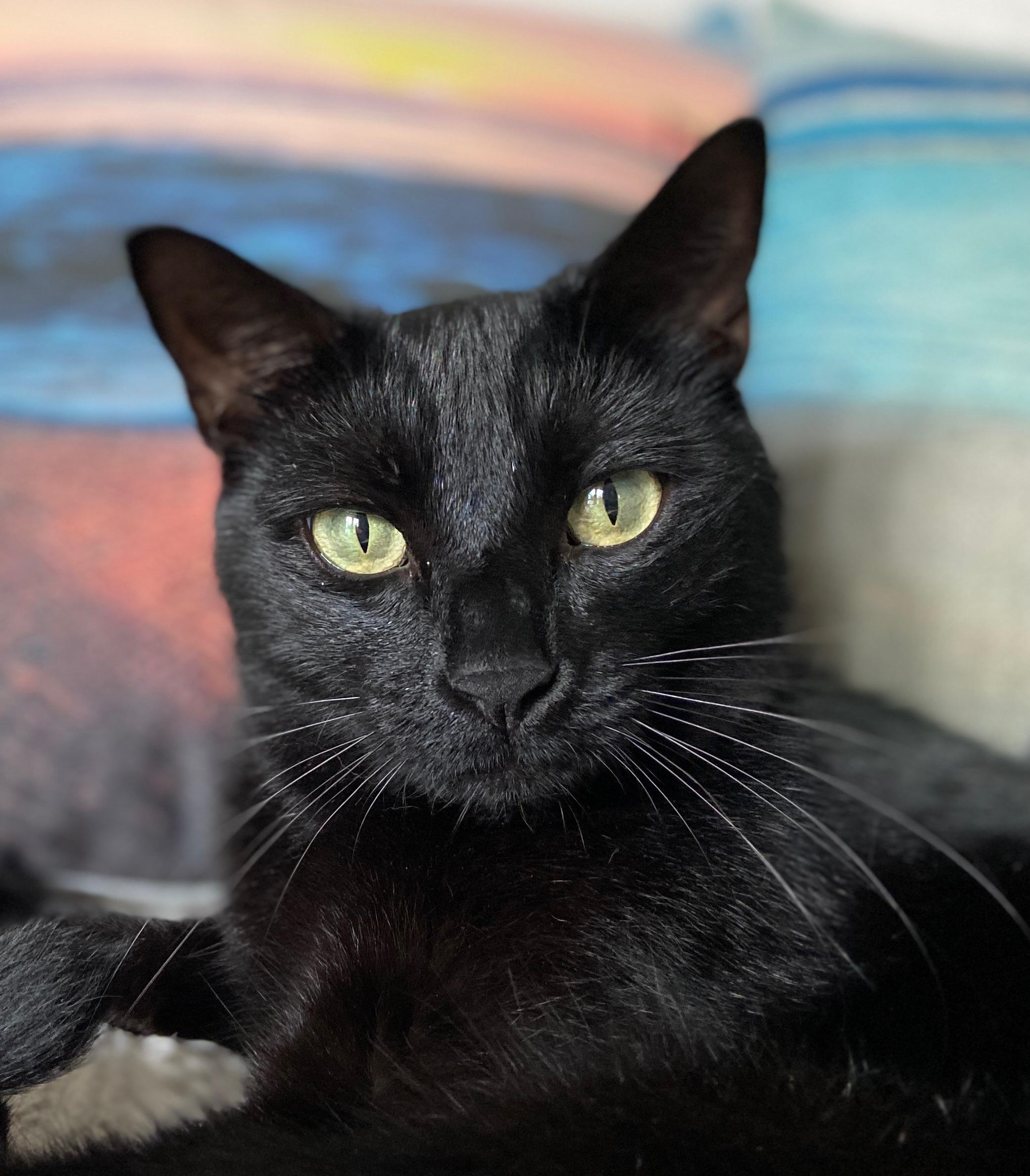 Ozzy & Lemmy, a Adoptable Domestic Short Hair in Wilmington, NC image 3/5