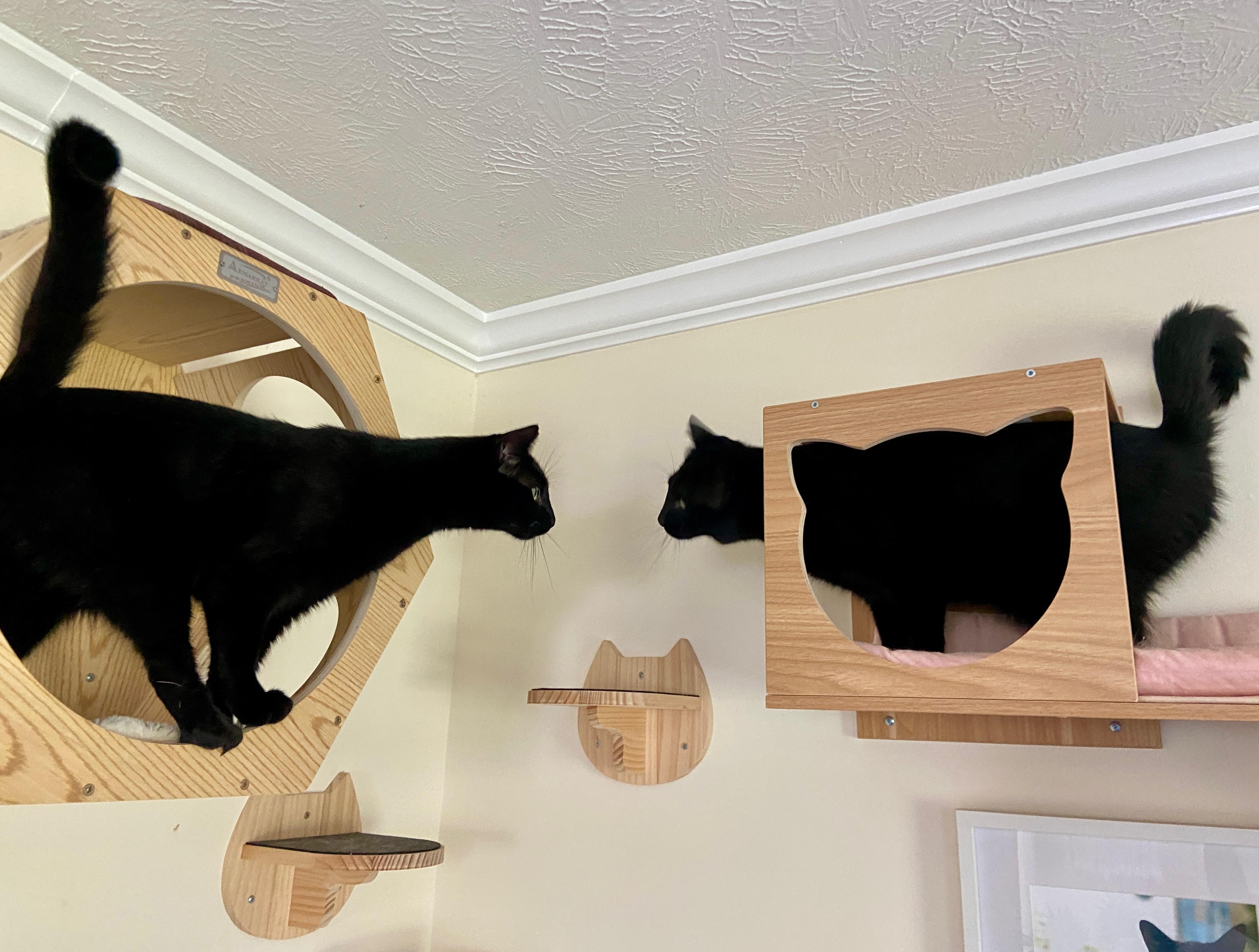 Ozzy & Lemmy, a Adoptable Domestic Short Hair in Wilmington, NC image 4/5