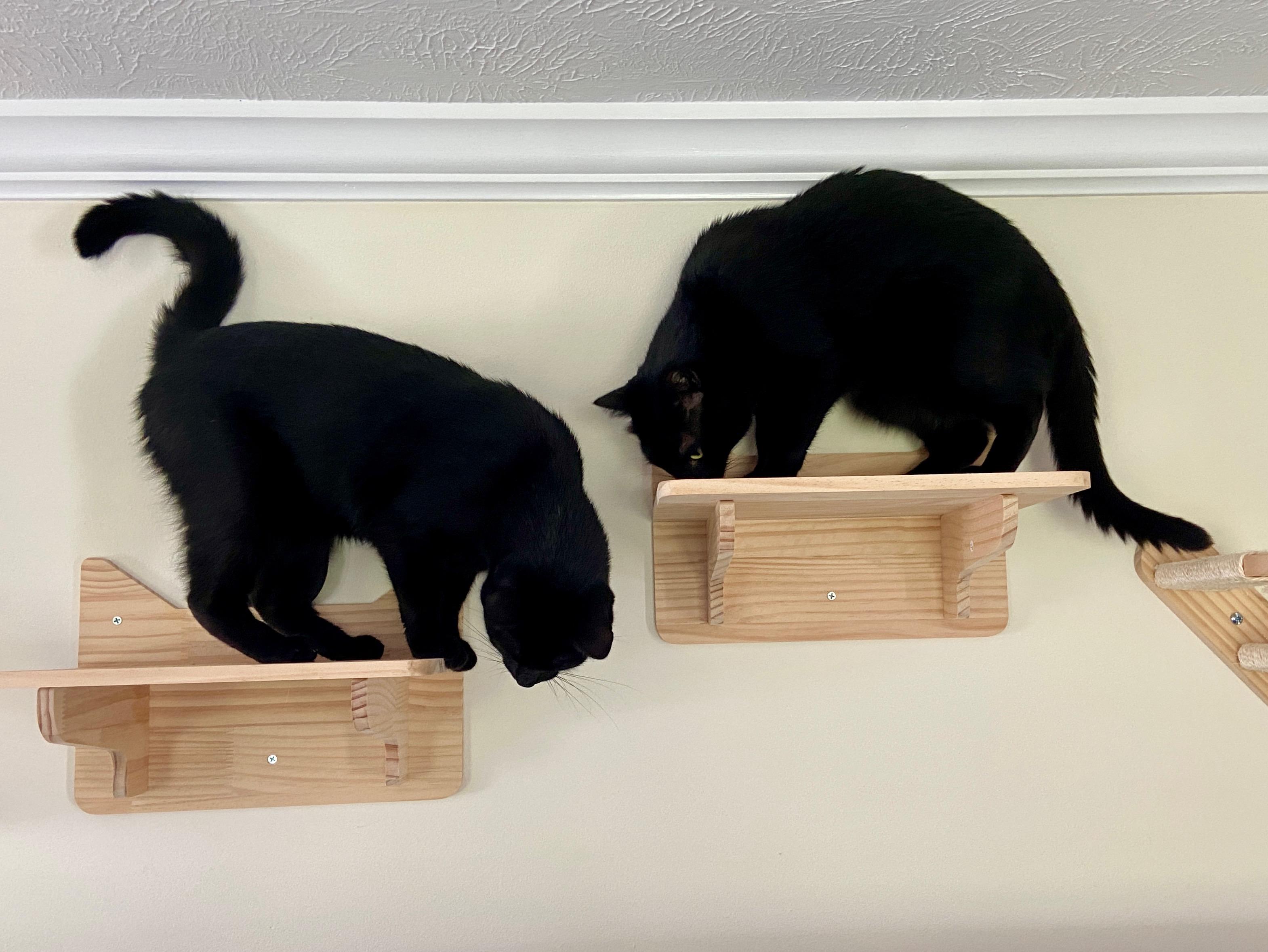 Ozzy & Lemmy, Adoptable, Adult Male Domestic Short Hair.