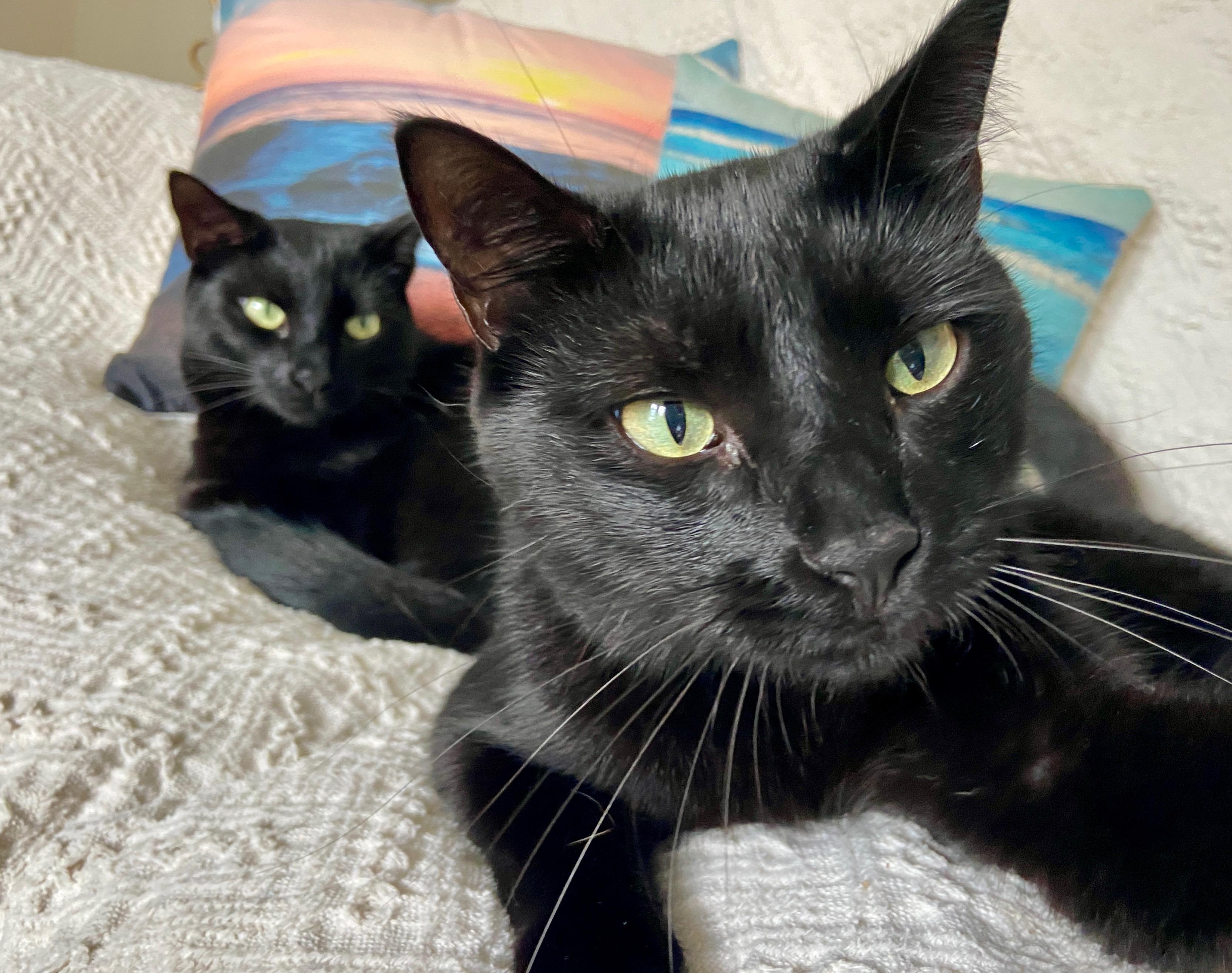 Ozzy & Lemmy, a Adoptable Domestic Short Hair in Wilmington, NC image 5/5
