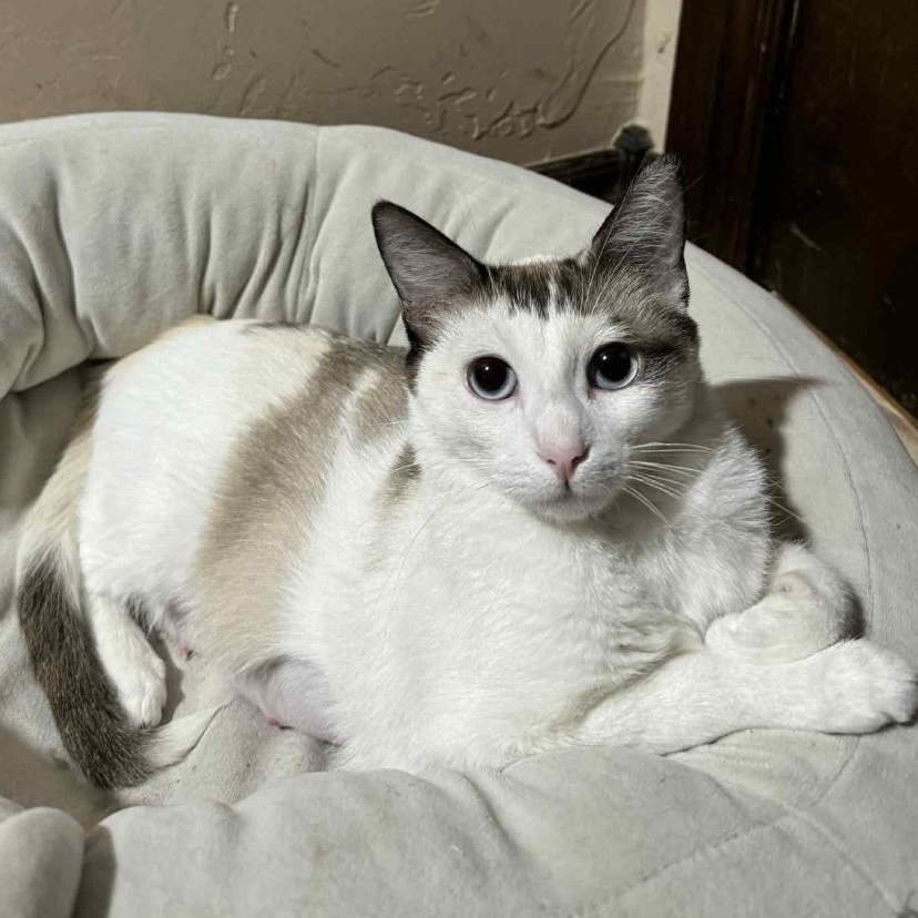 Mocha, an adoptable Snowshoe in Warr Acres, OK, 73122 | Photo Image 1