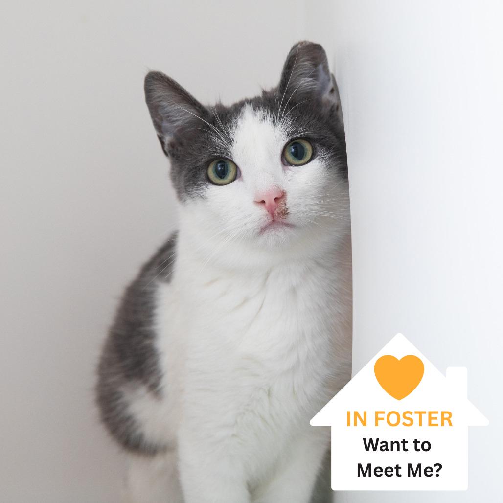 Cerrado, Adoptable, Young Male Domestic Medium Hair.