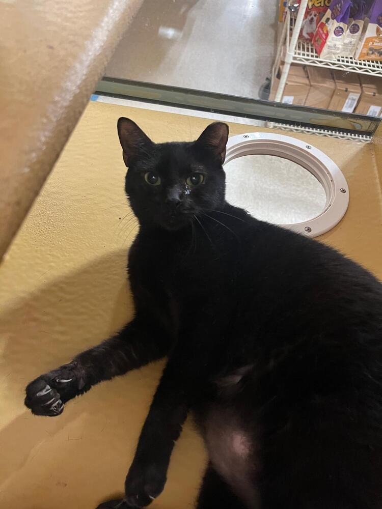 Robyn, Adoptable, Adult Female Domestic Short Hair.