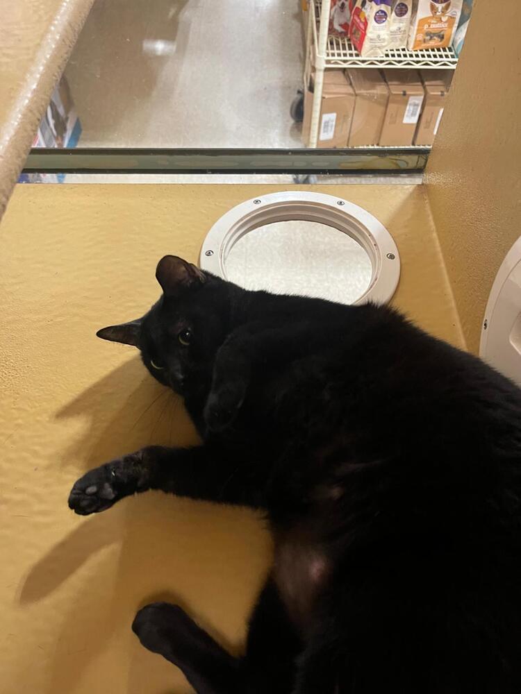 Robyn, Adoptable, Adult Female Domestic Short Hair.