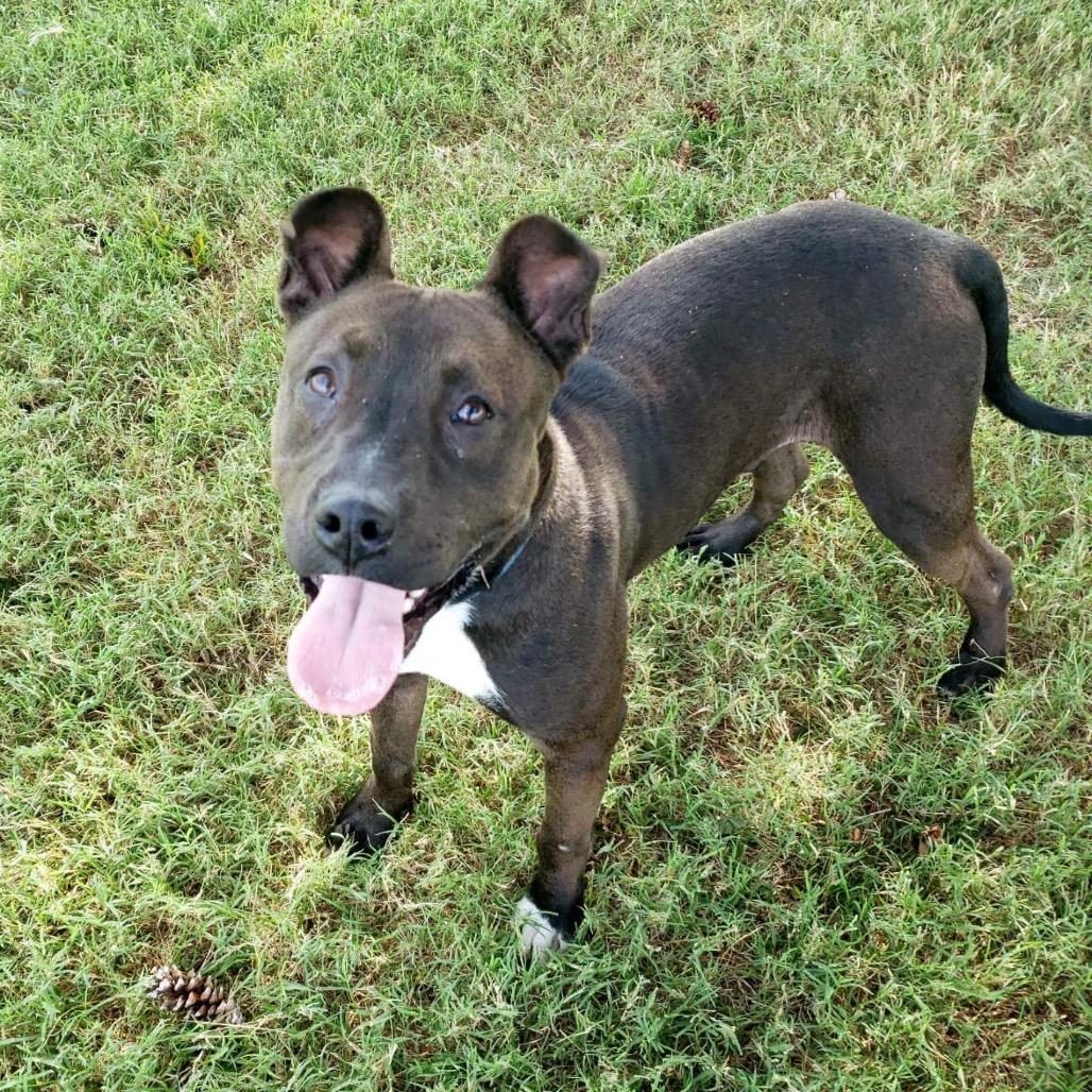 Enlarge Marty, a Adoptable Pit Bull Terrier in Danville, KY image 1/1