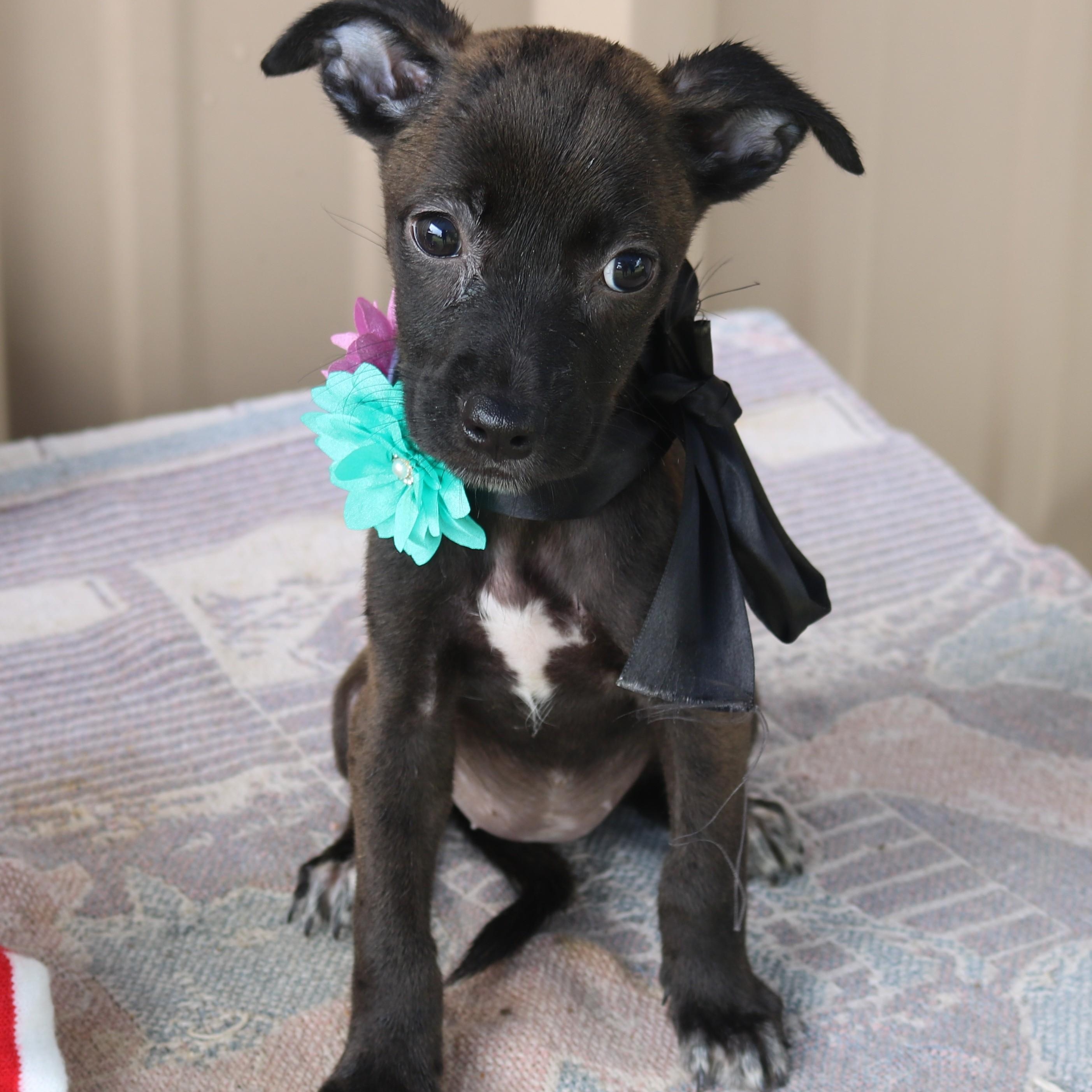 Pistol, adopted, Puppy Female Cairn Terrier & Chihuahua.