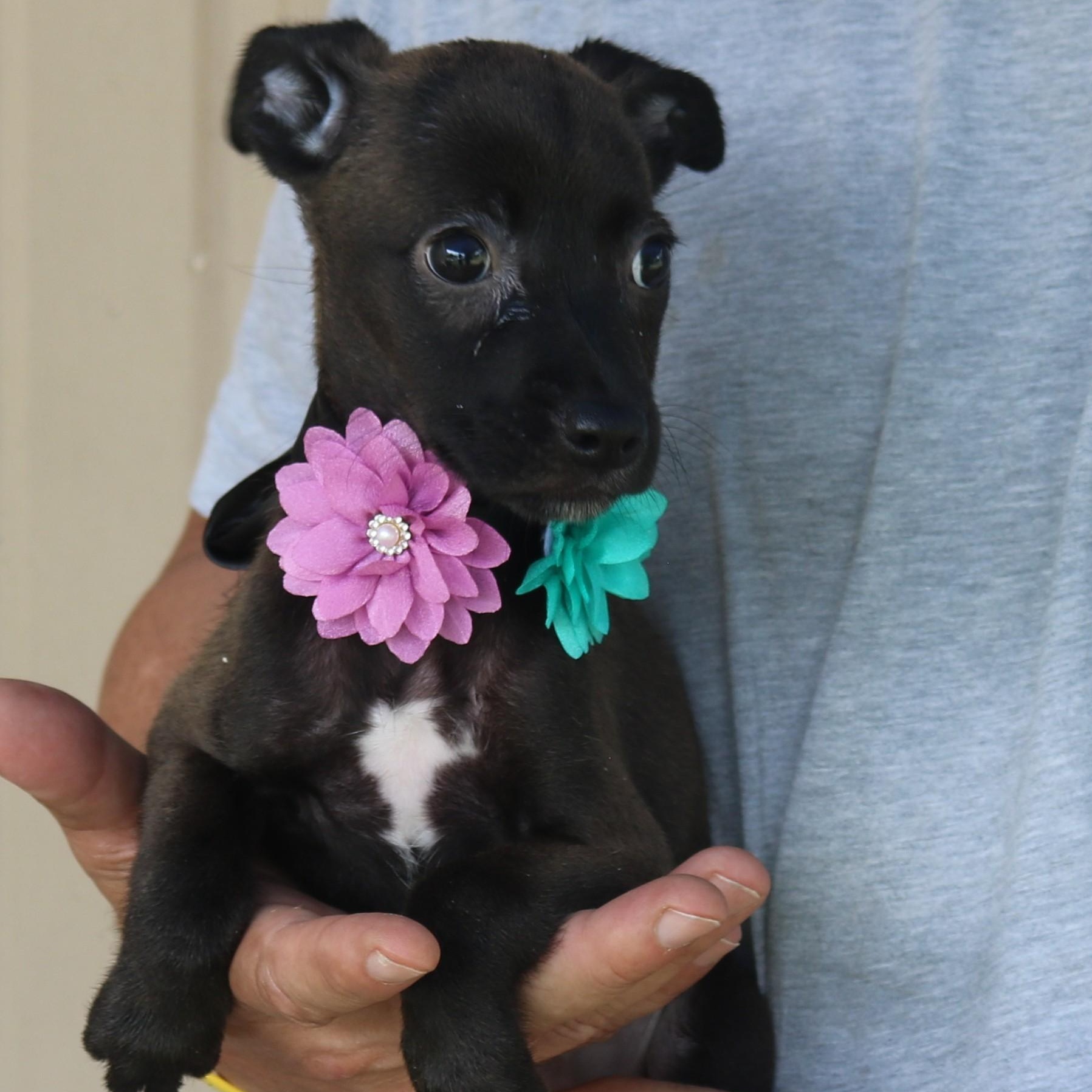 Enlarge Pistol, an adopted mixed breed in Bandera, TX image 3/4
