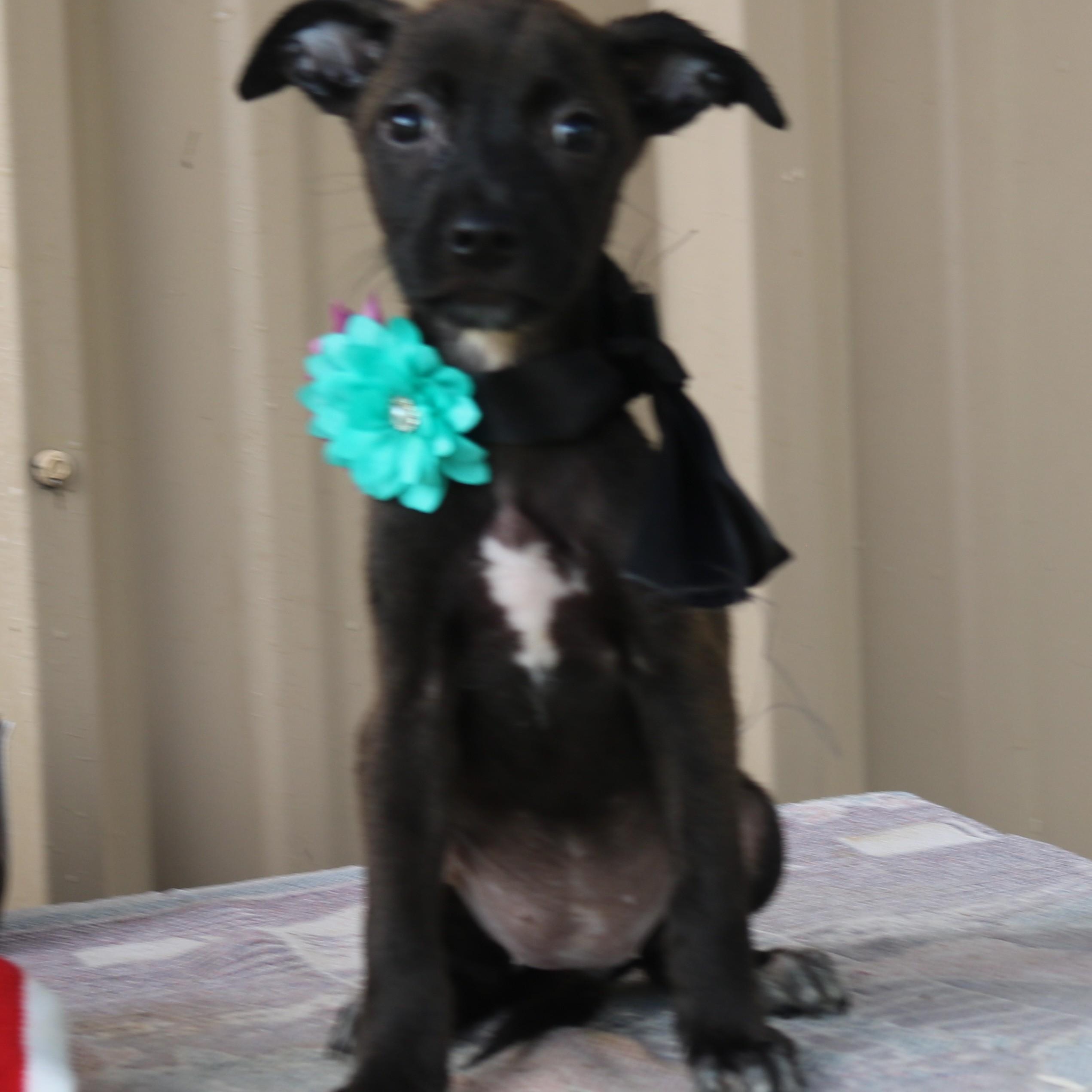Enlarge Pistol, an adopted mixed breed in Bandera, TX image 2/4