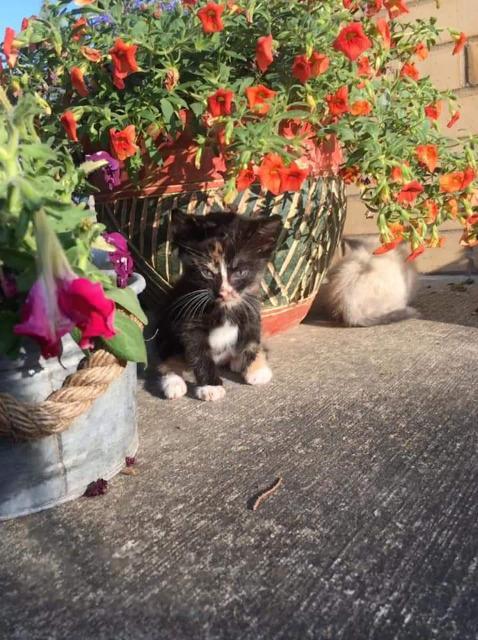 Enlarge Sage, a Adopted mixed breed in Havre, MT image 1/1