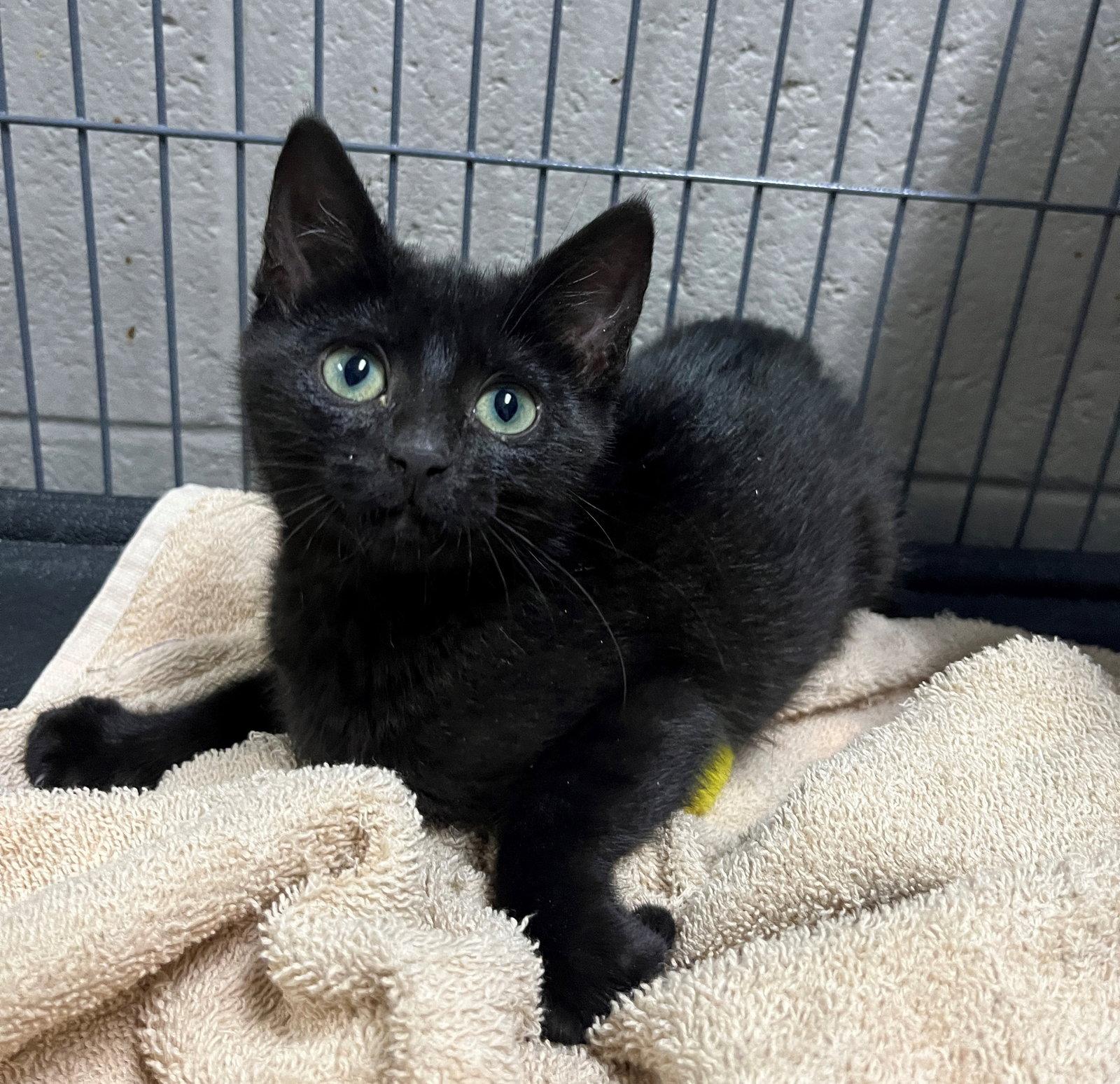 Bellatrix, a Adopted Domestic Short Hair in Carrollton, GA image 2/3