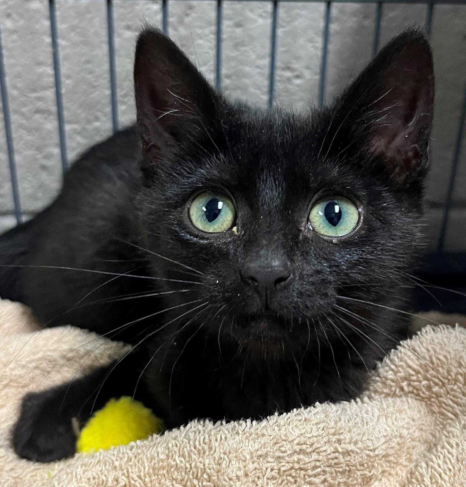 Bellatrix, a Adopted Domestic Short Hair in Carrollton, GA image 3/3