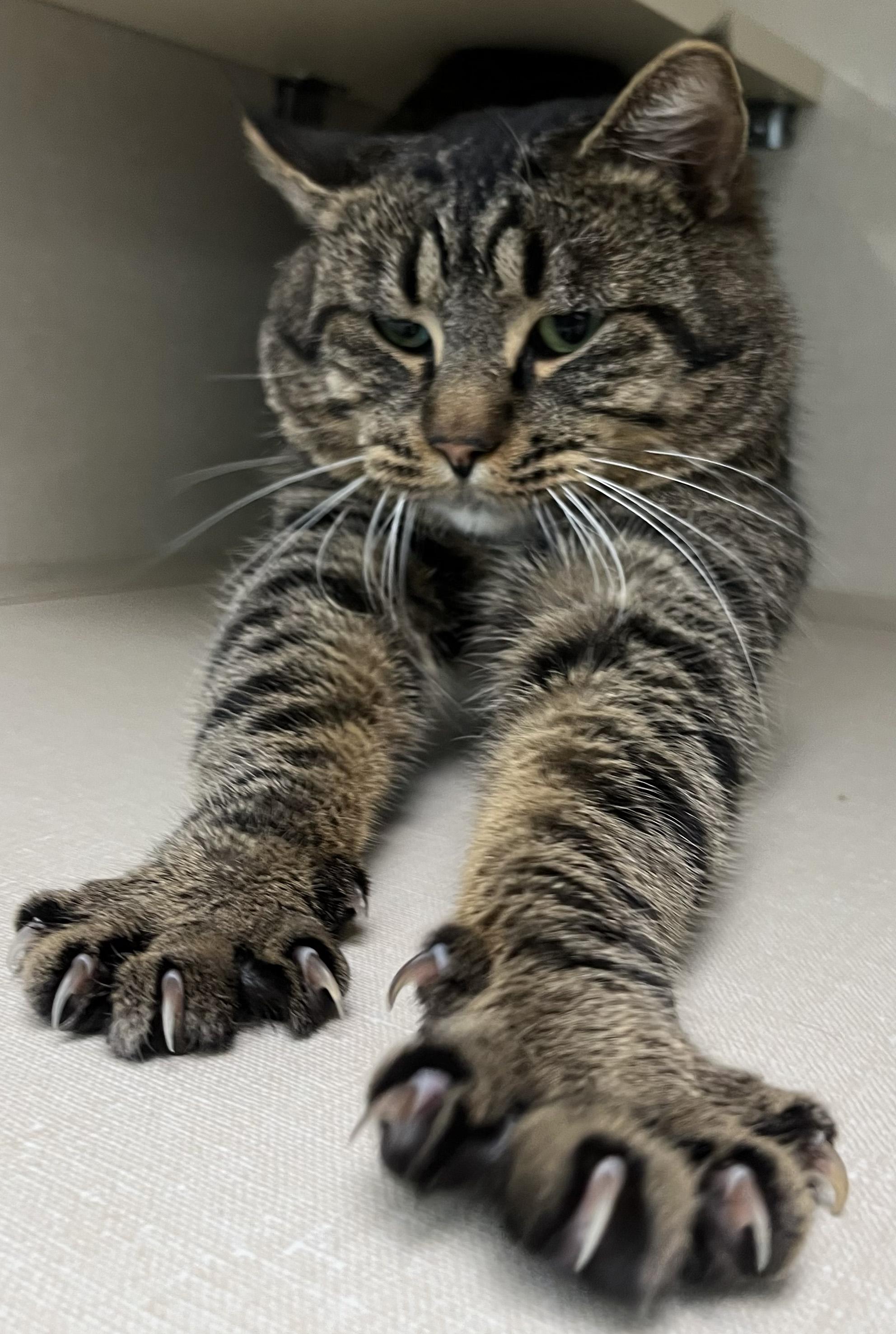 Enlarge Angelo, a ADOPTABLE Tabby in Hood RIver, OR image 1/3