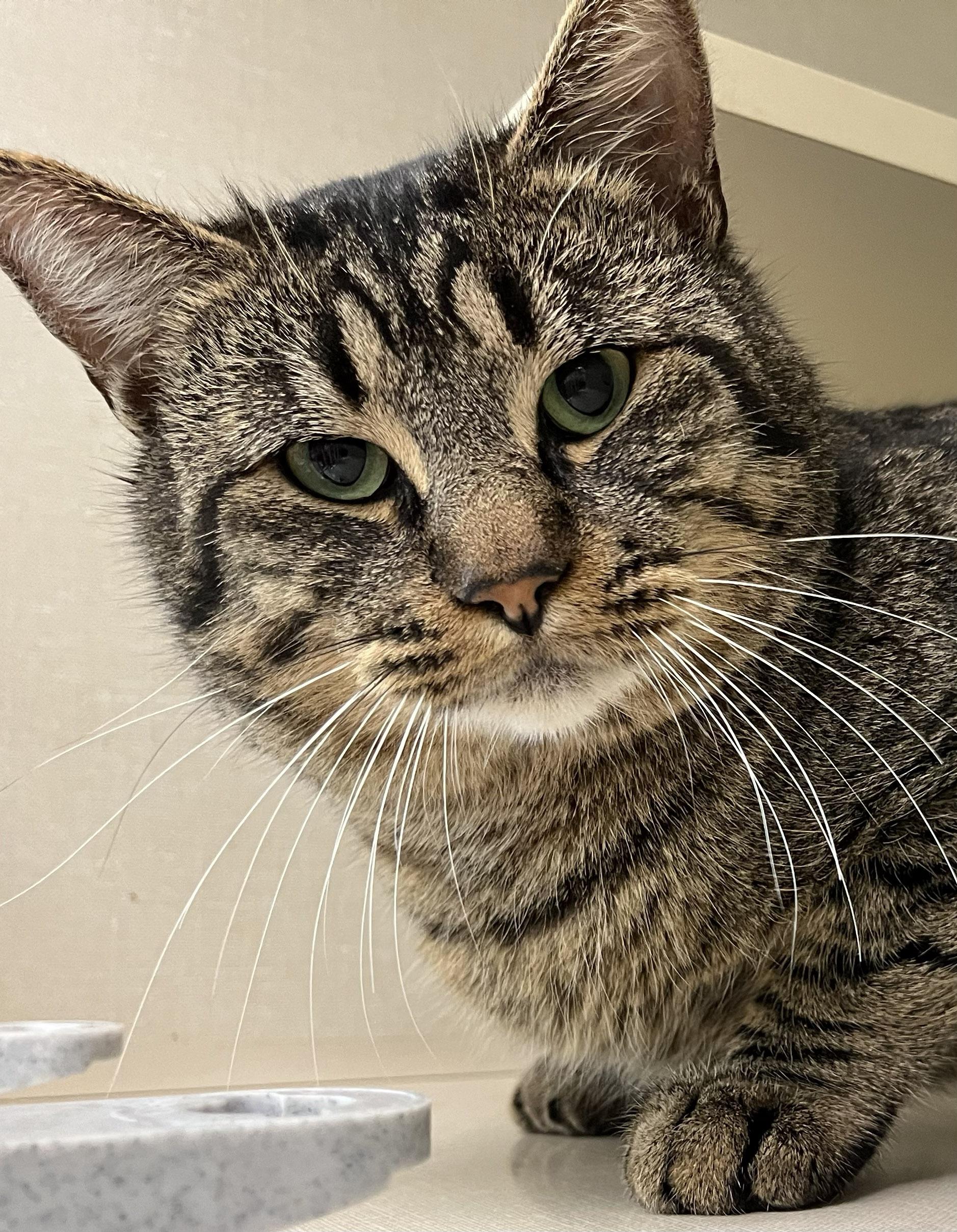 Enlarge Angelo, a ADOPTABLE Tabby in Hood RIver, OR image 2/3