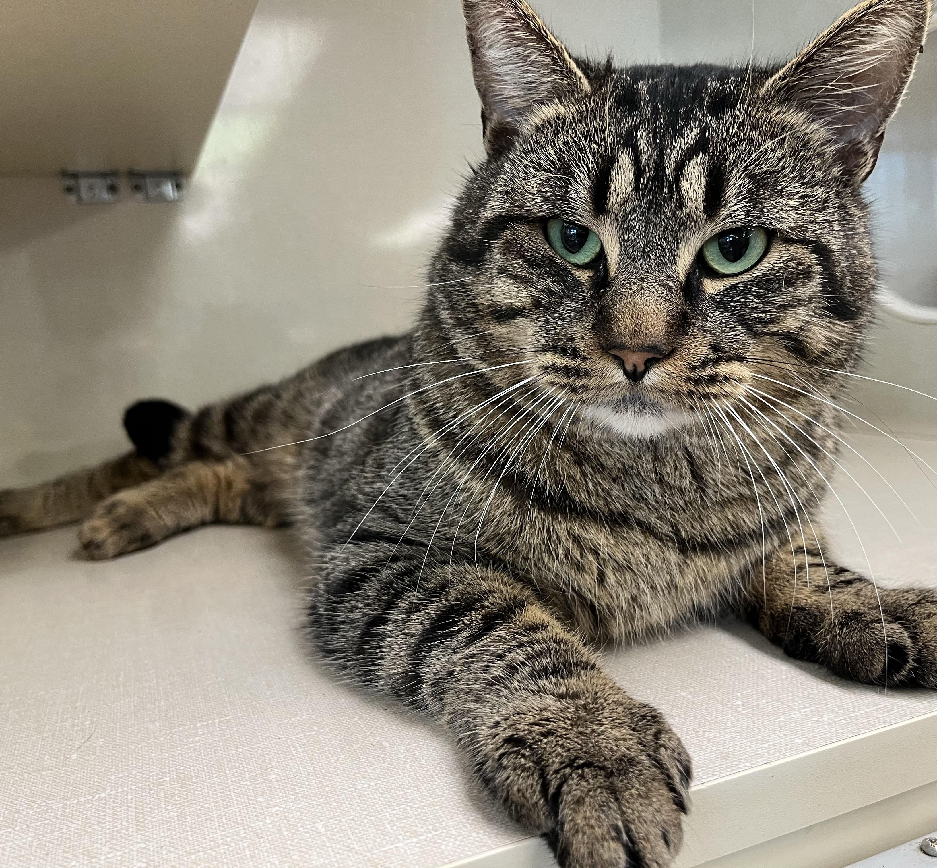 Enlarge Angelo, a ADOPTABLE Tabby in Hood RIver, OR image 3/3