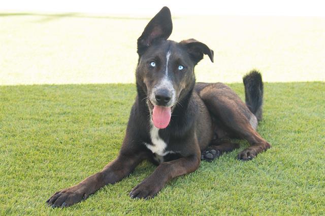 Enlarge FOREST GUMP, a Adoptable mixed breed in Santa Monica, CA image 1/1