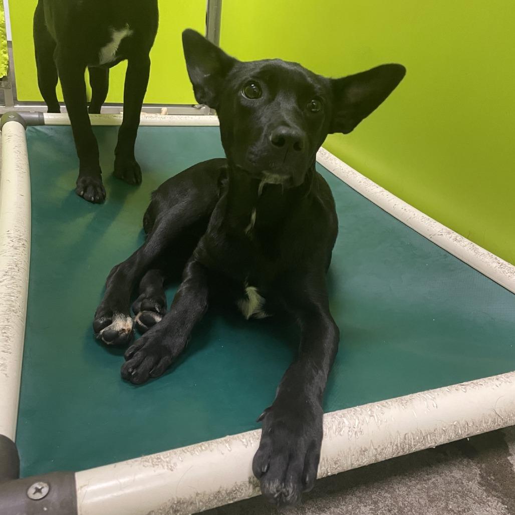 Lavender, a Adoptable mixed breed in Spokane, WA image 1/2