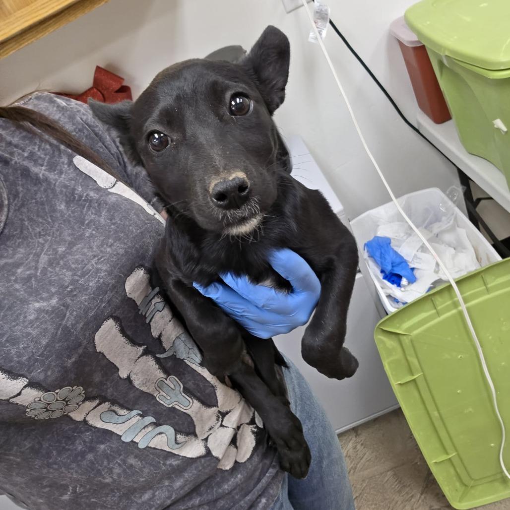 Lavender, a Adoptable mixed breed in Spokane, WA image 2/2