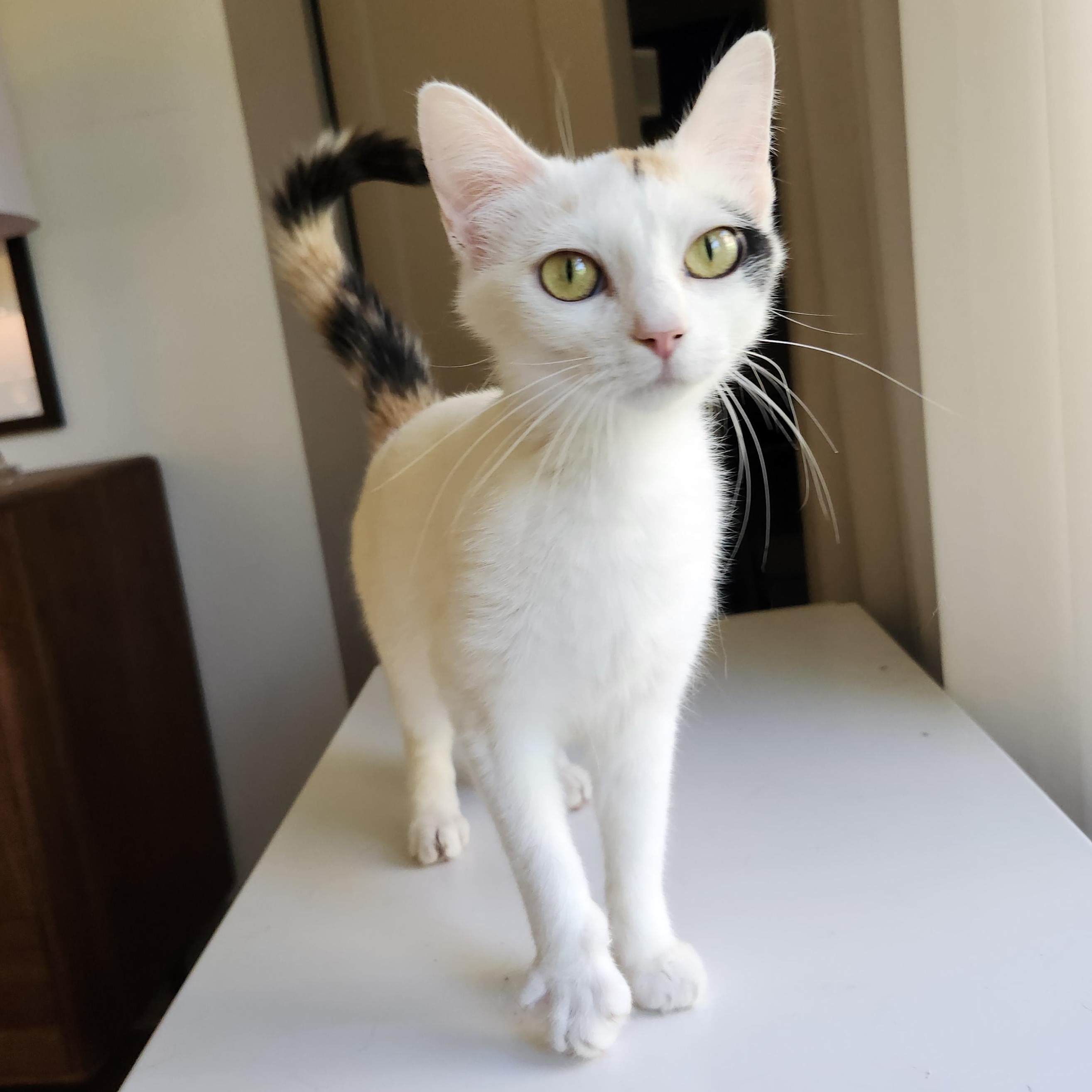 Brooke, adoptable, Young Female Domestic Short Hair.