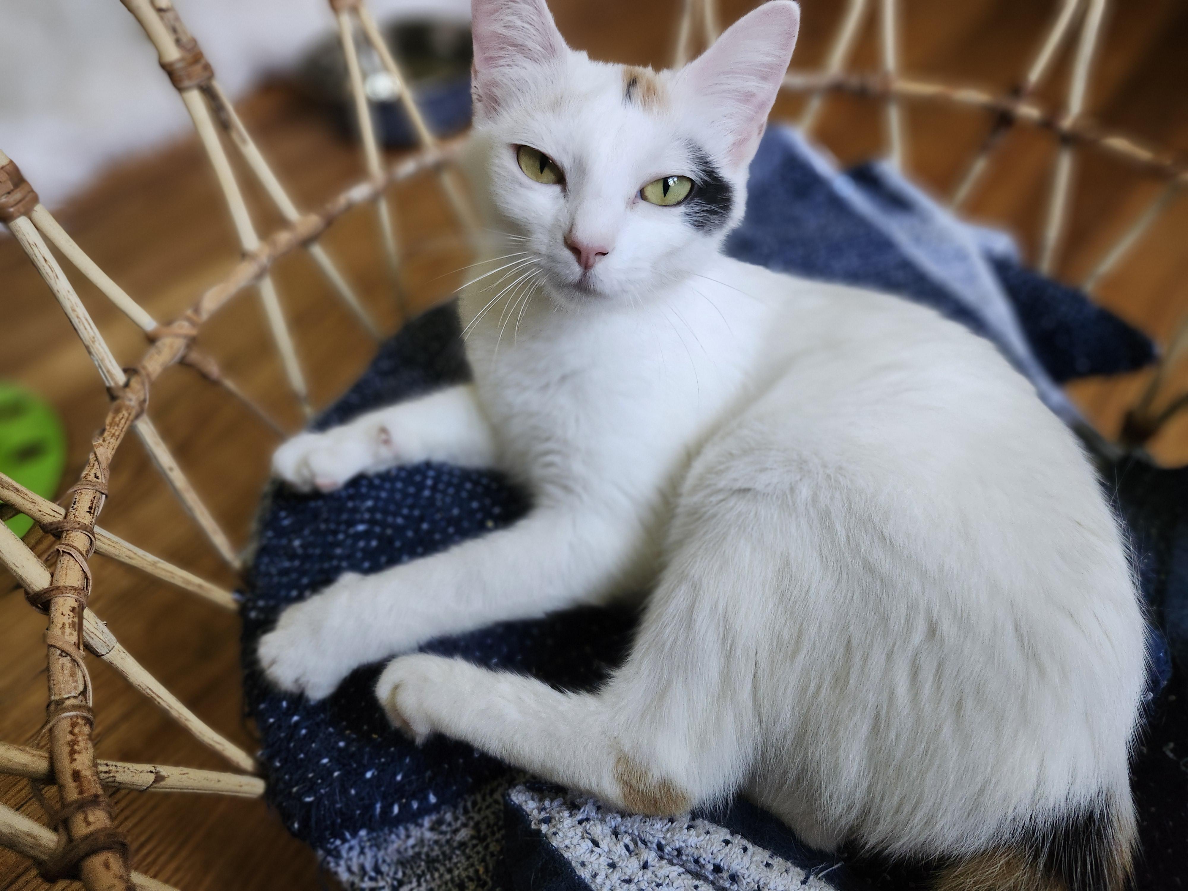Enlarge Brooke, an adoptable mixed breed in Johnson City, TN image 3/5