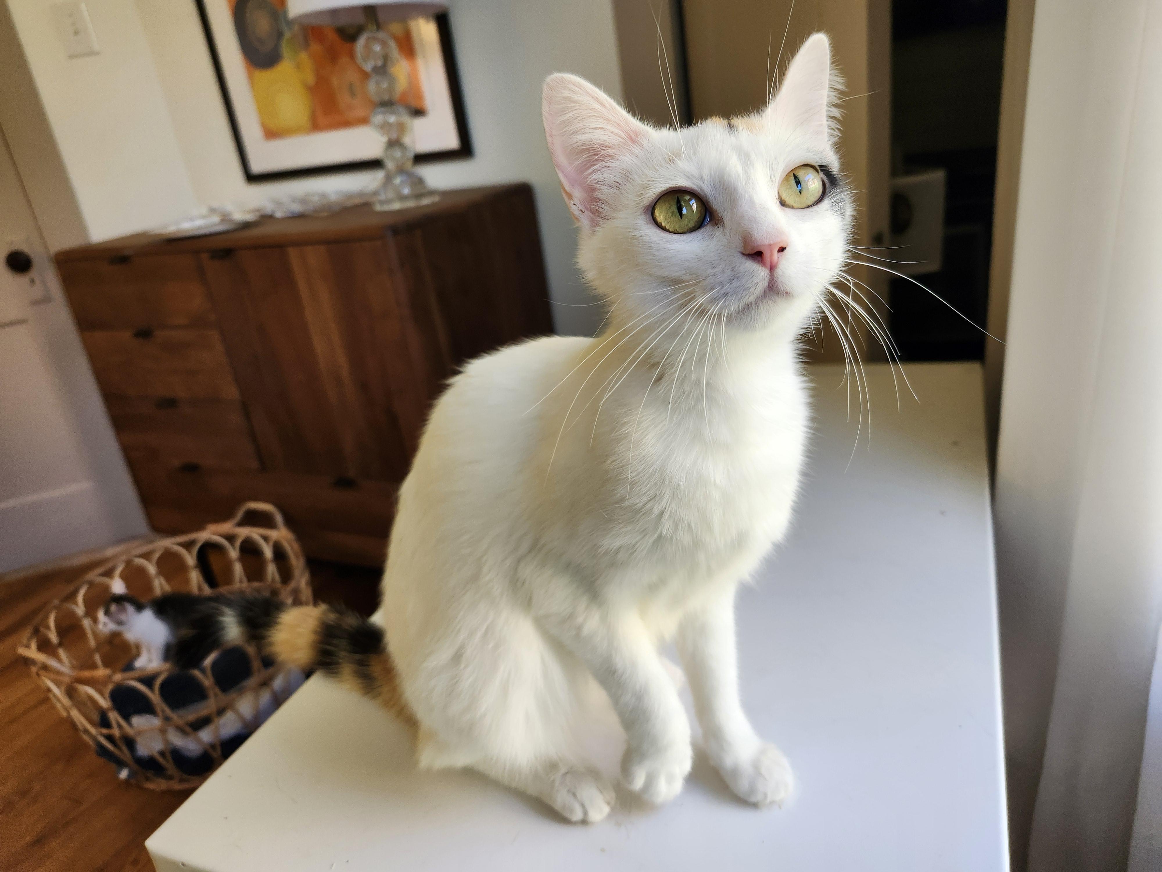 Enlarge Brooke, an adoptable mixed breed in Johnson City, TN image 2/5