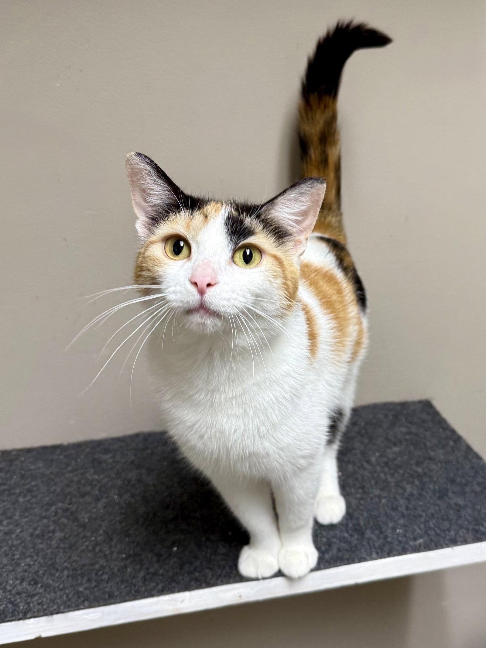 CAT - Holly, Adoptable, Young Female Domestic Short Hair & Calico.