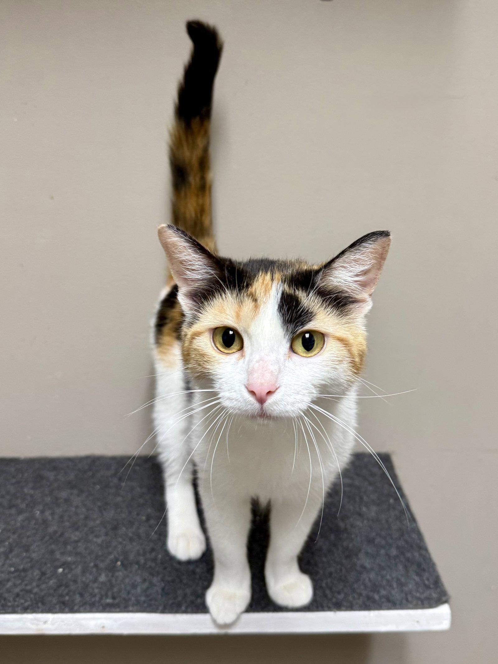 Enlarge CAT - Holly, a Adoptable mixed breed in GILBERTS, IL image 3/3