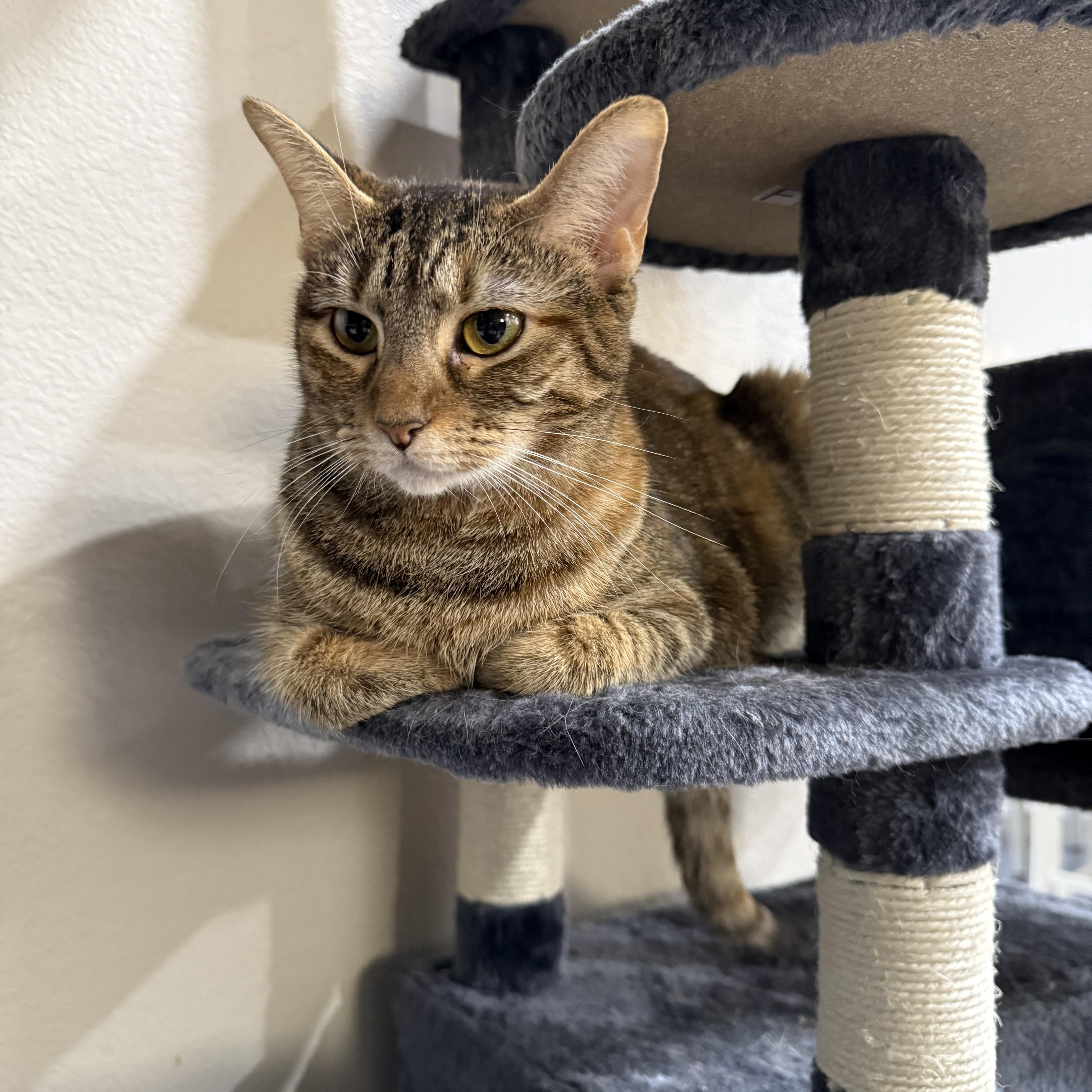 Hope, Adoptable, Kitten Female Tabby & Calico.