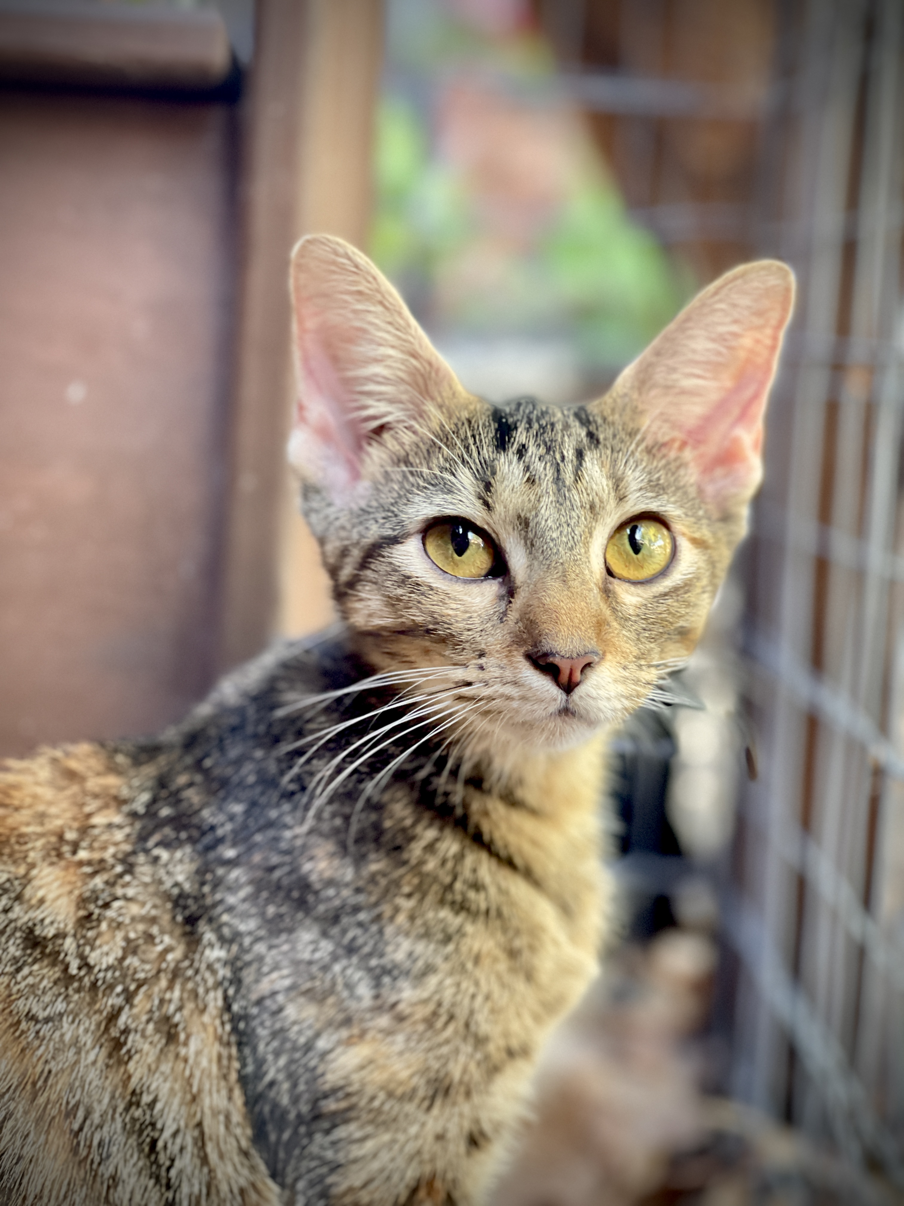 Enlarge Hope, a Adoptable mixed breed in Keller, TX image 1/3