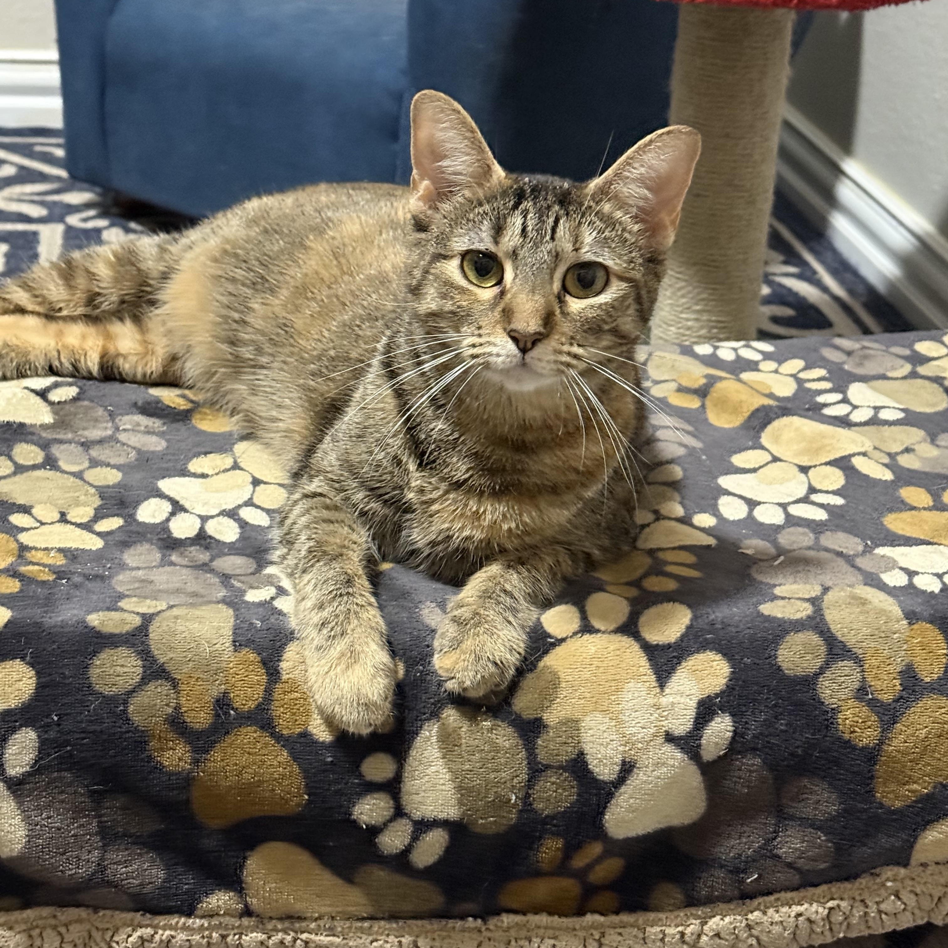 Enlarge Hope, a Adoptable mixed breed in Keller, TX image 2/3