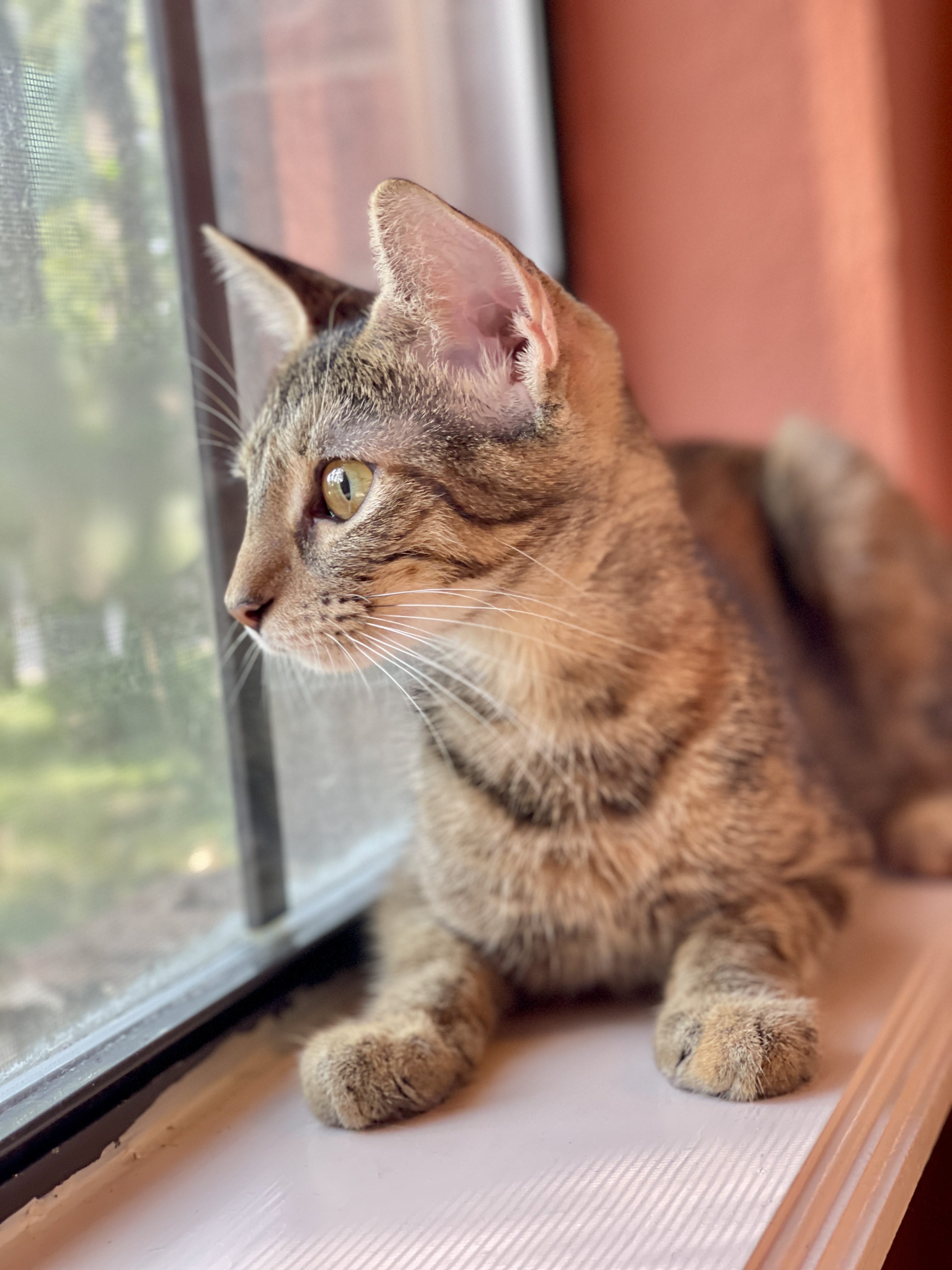 Enlarge Hope, a Adoptable mixed breed in Keller, TX image 3/3