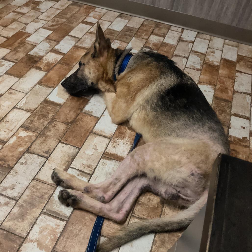 Koda, Adoptable, Adult Male German Shepherd Dog.