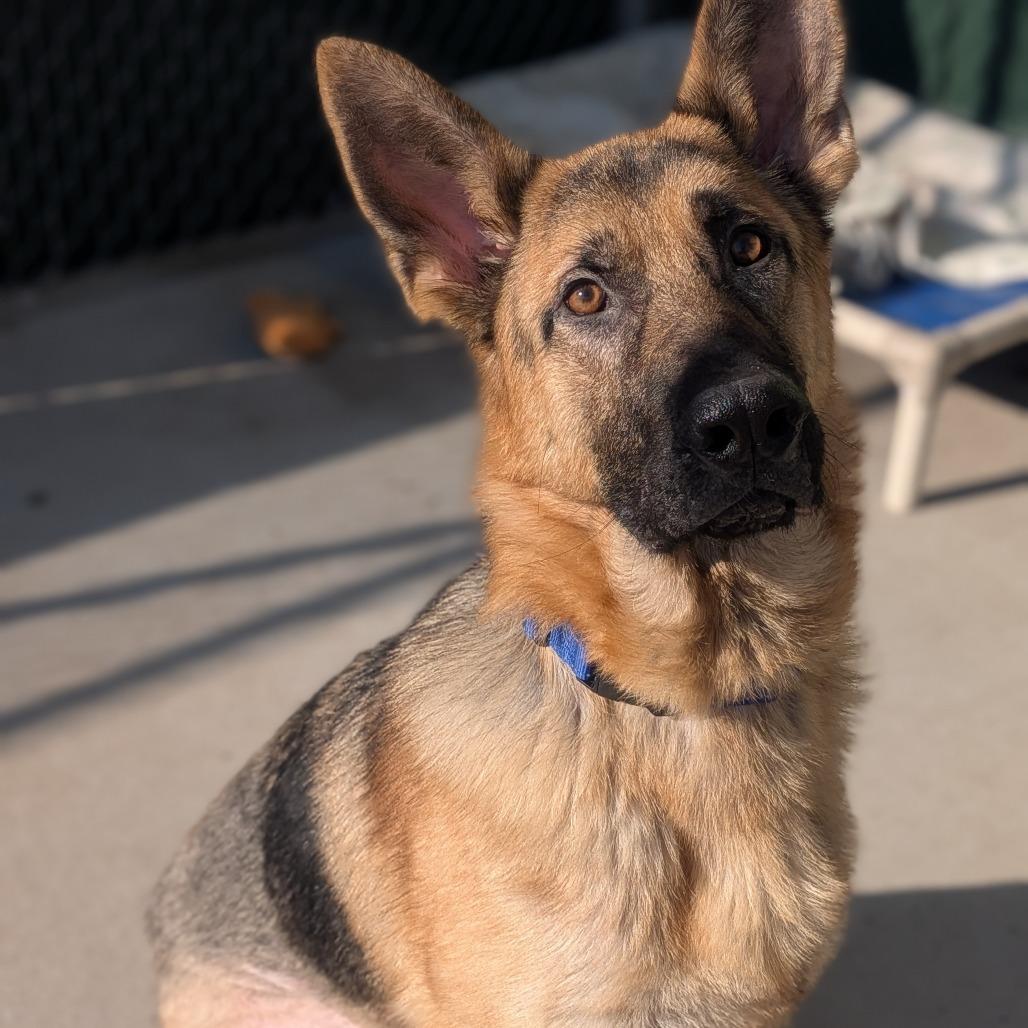 Enlarge Koda, a Adoptable German Shepherd Dog in Prairie du Chien, WI image 2/3