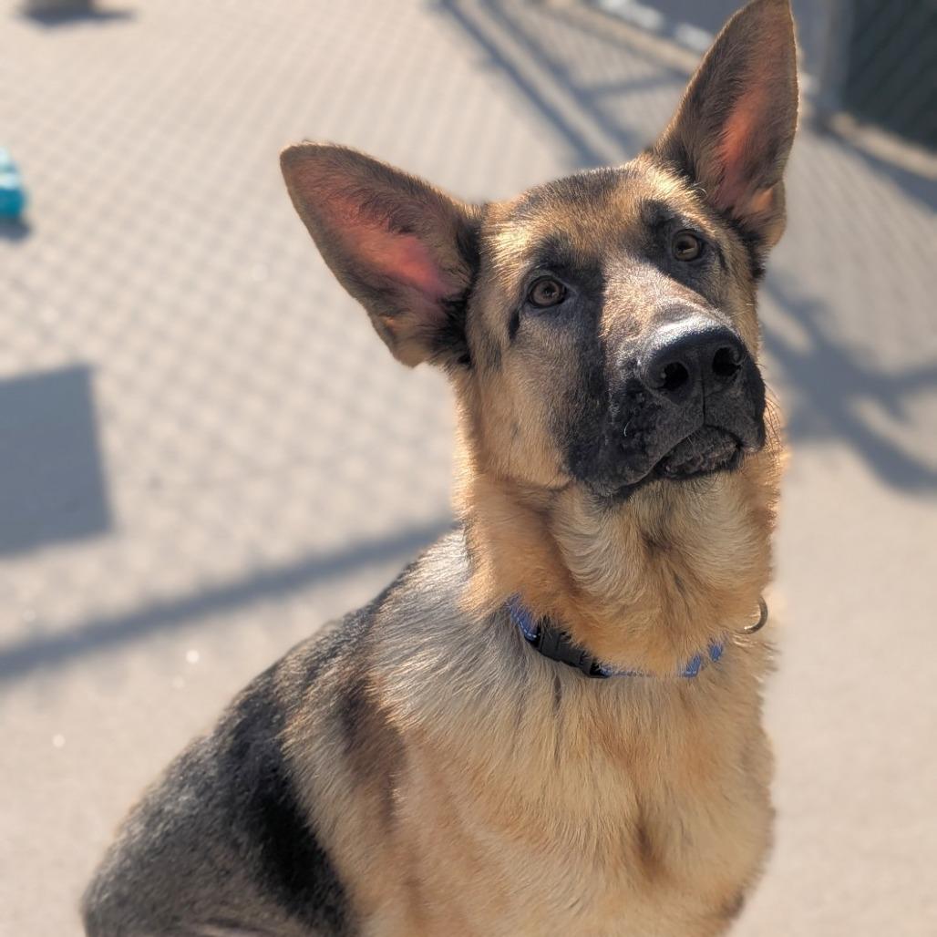 Enlarge Koda, a Adoptable German Shepherd Dog in Prairie du Chien, WI image 3/3