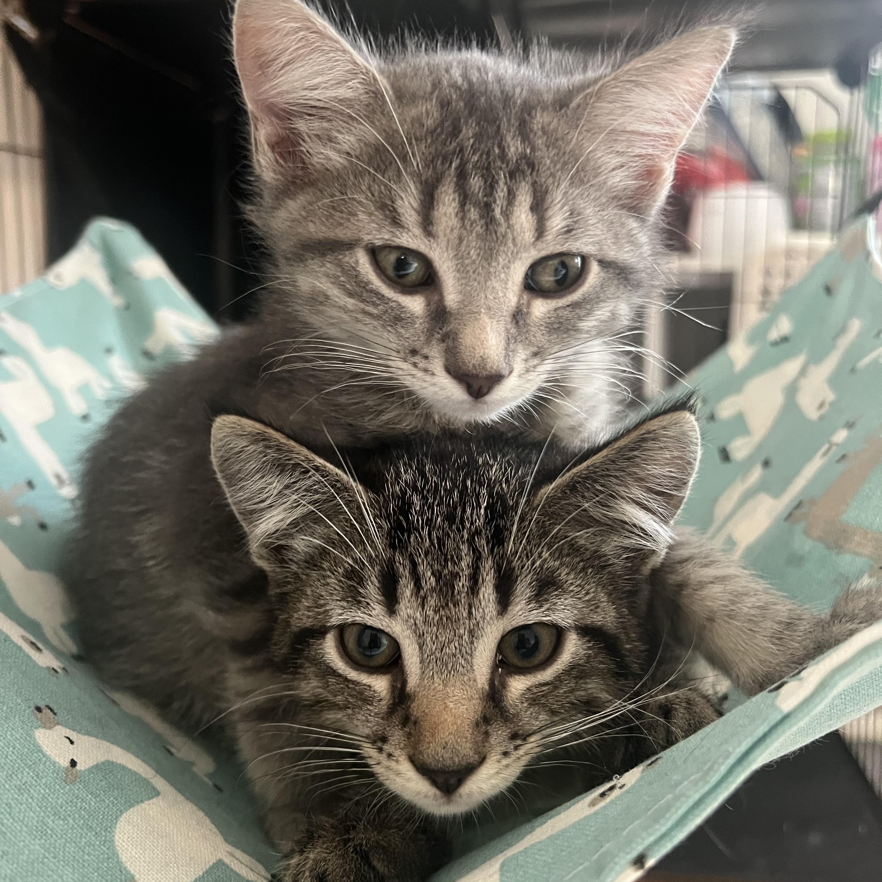 Jewel and Stone N. - The Perfect Pair, adopted, Kitten Female Domestic Short Hair.