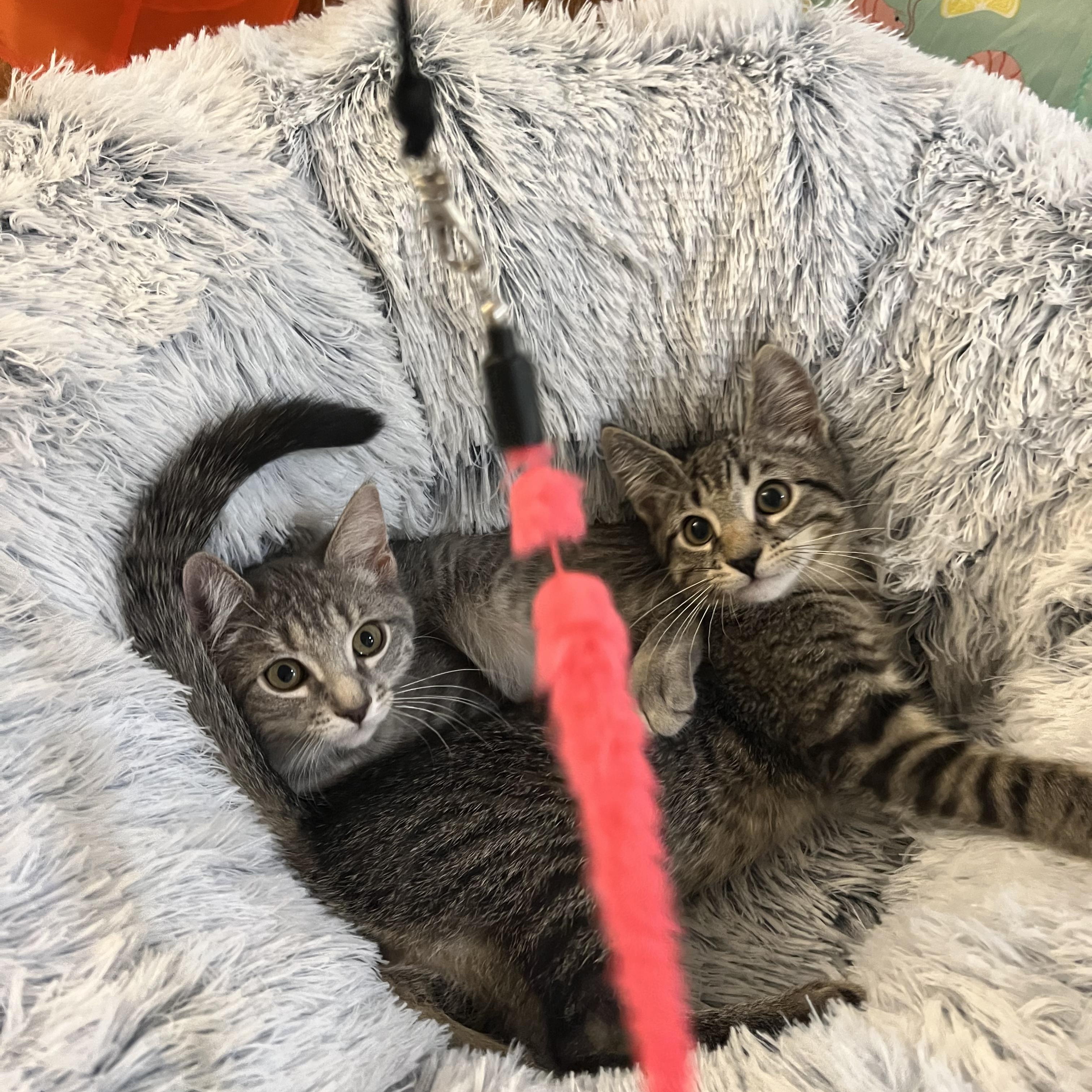 Jewel and Stone N. - The Perfect Pair, an adopted Domestic Short Hair in New York, NY image 5/6