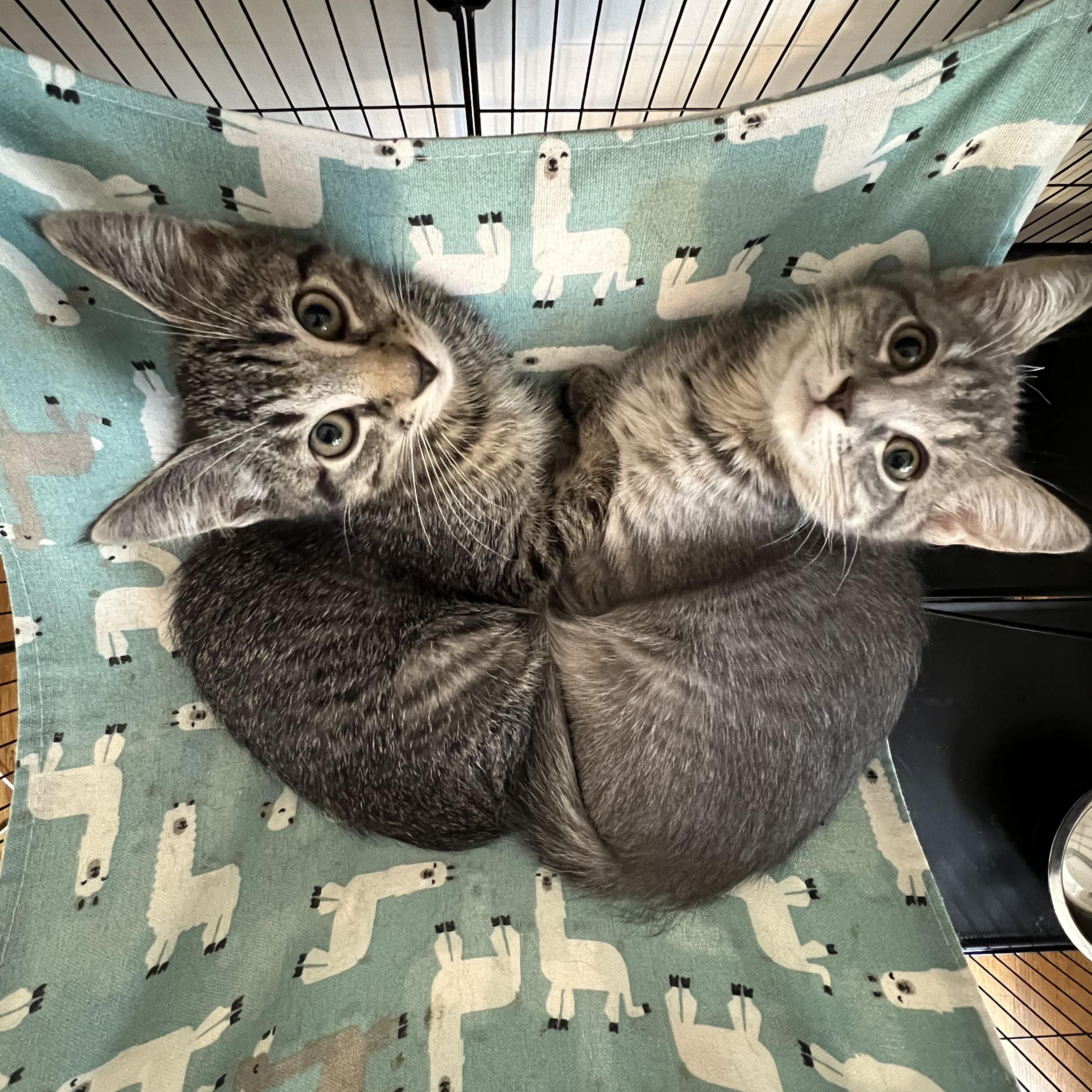 Jewel and Stone N. - The Perfect Pair, an adopted Domestic Short Hair in New York, NY image 4/6