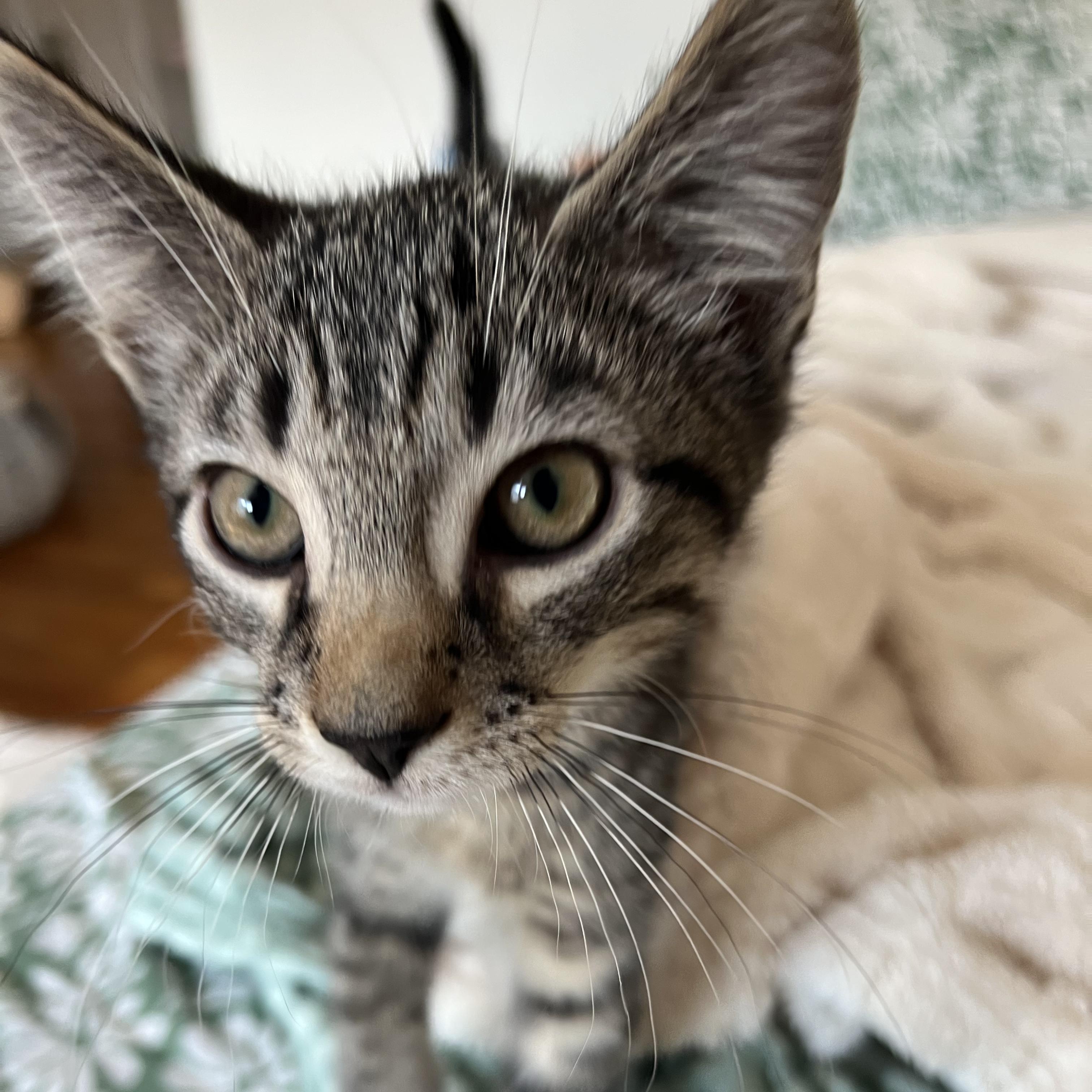 Jewel and Stone N. - The Perfect Pair, an adopted Domestic Short Hair in New York, NY image 2/6