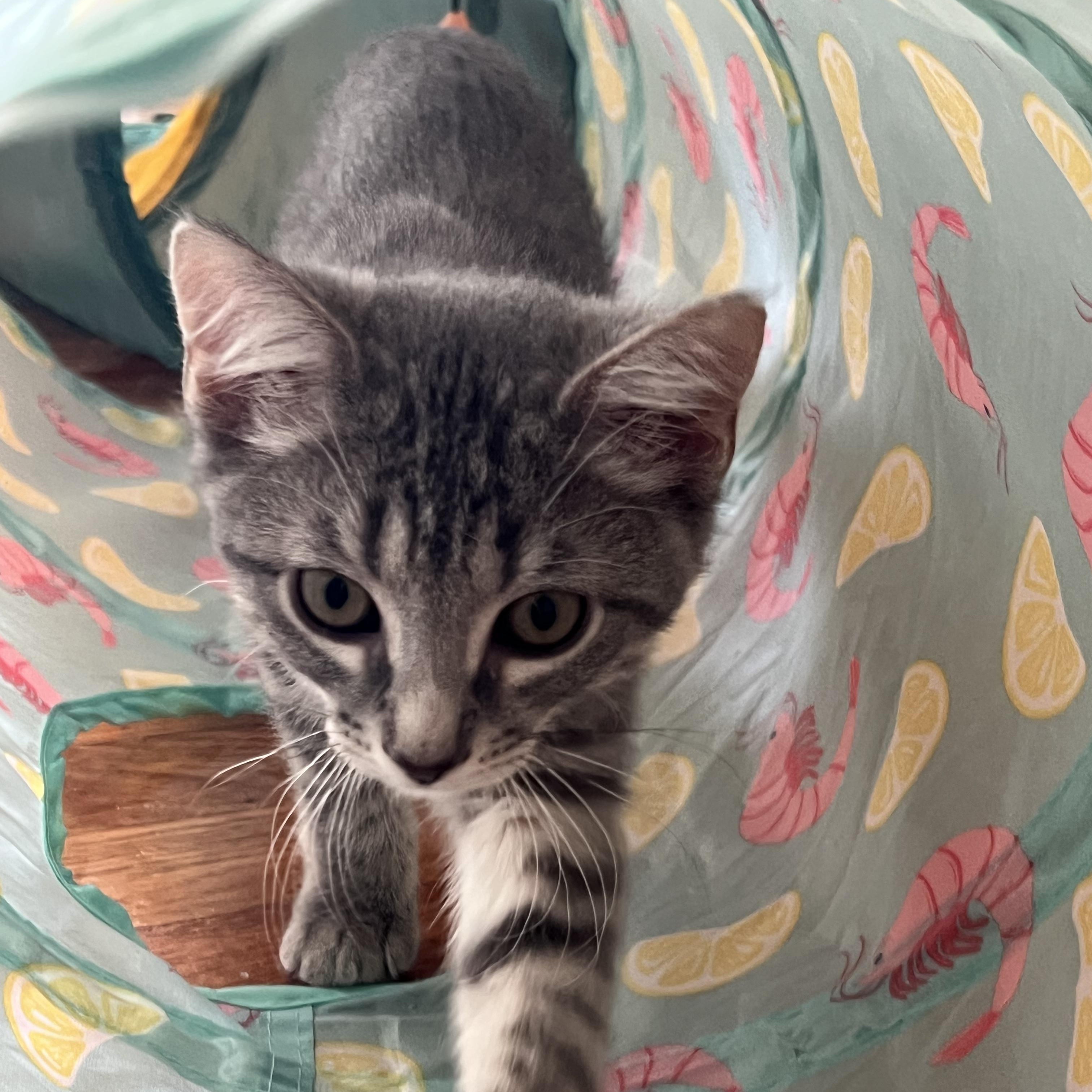 Jewel and Stone N. - The Perfect Pair, an adopted Domestic Short Hair in New York, NY image 3/6