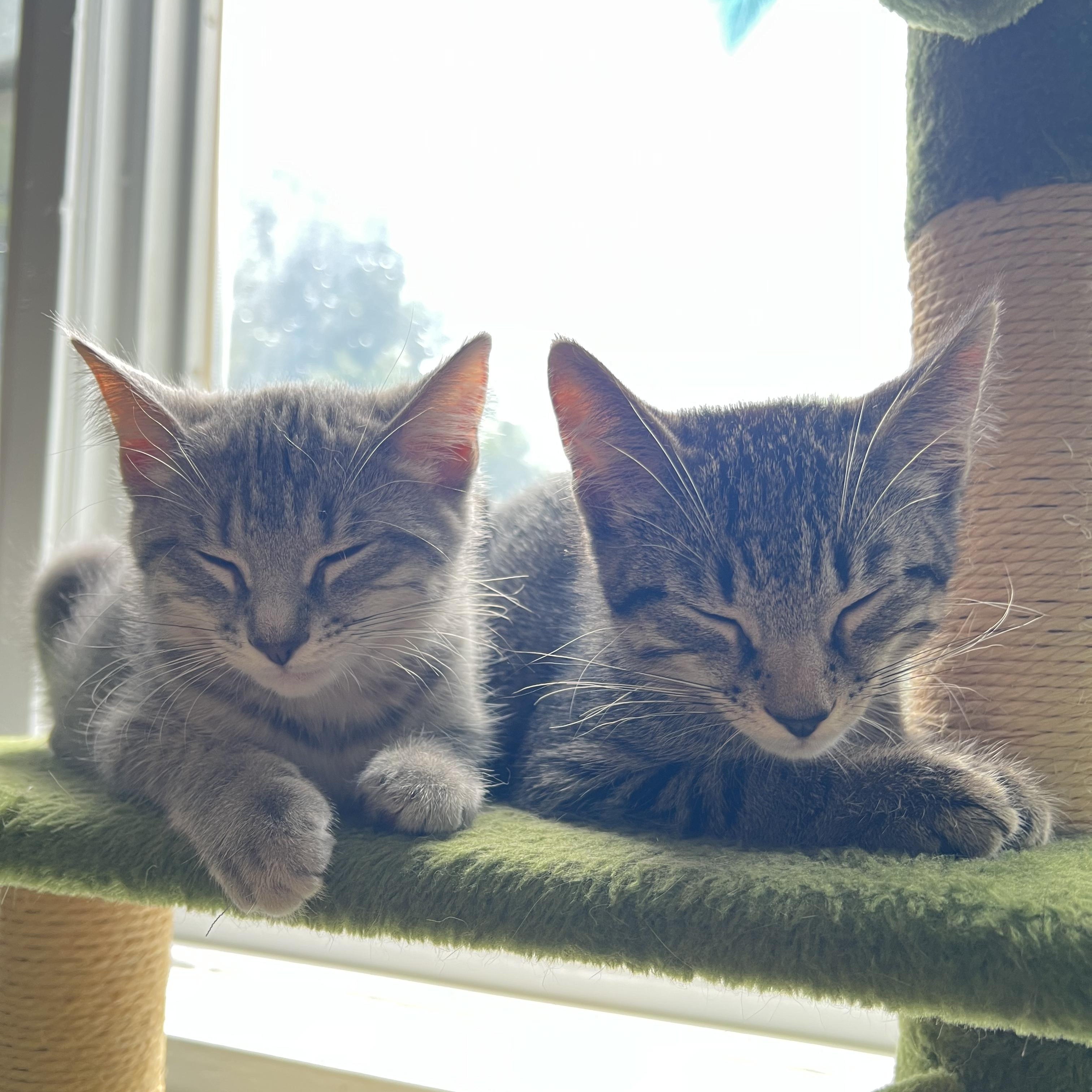 Jewel and Stone N. - The Perfect Pair, an adopted Domestic Short Hair in New York, NY image 6/6