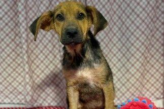 Trixie, a Adoptable German Shepherd Dog in Oakland, MI image 2/4